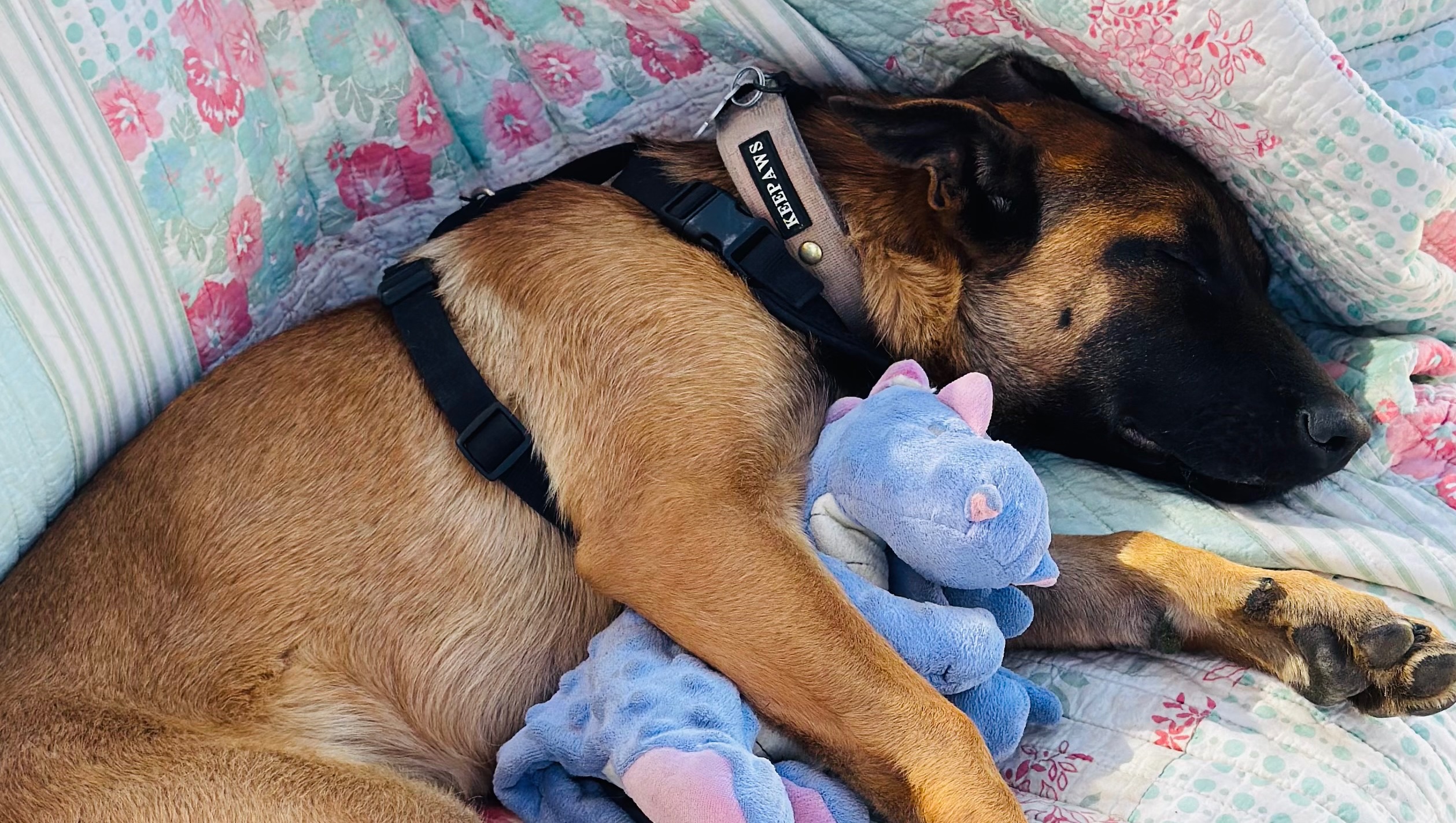 7-Month-Old Belgian Malinois’ Road to Recovery photo