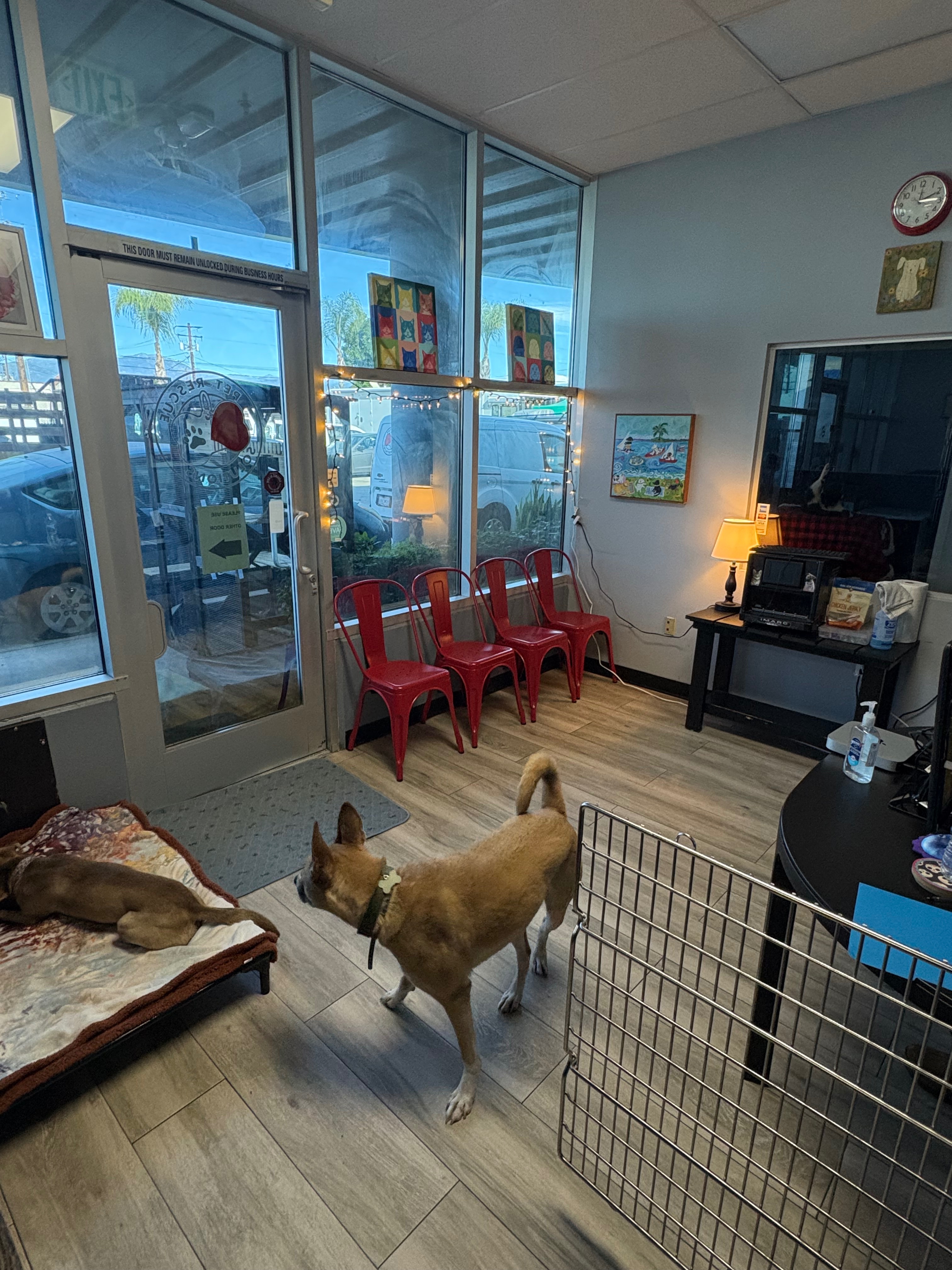 Support Pet Rescue Solutions' Urgent Relocation campaign photo, 6 of 7