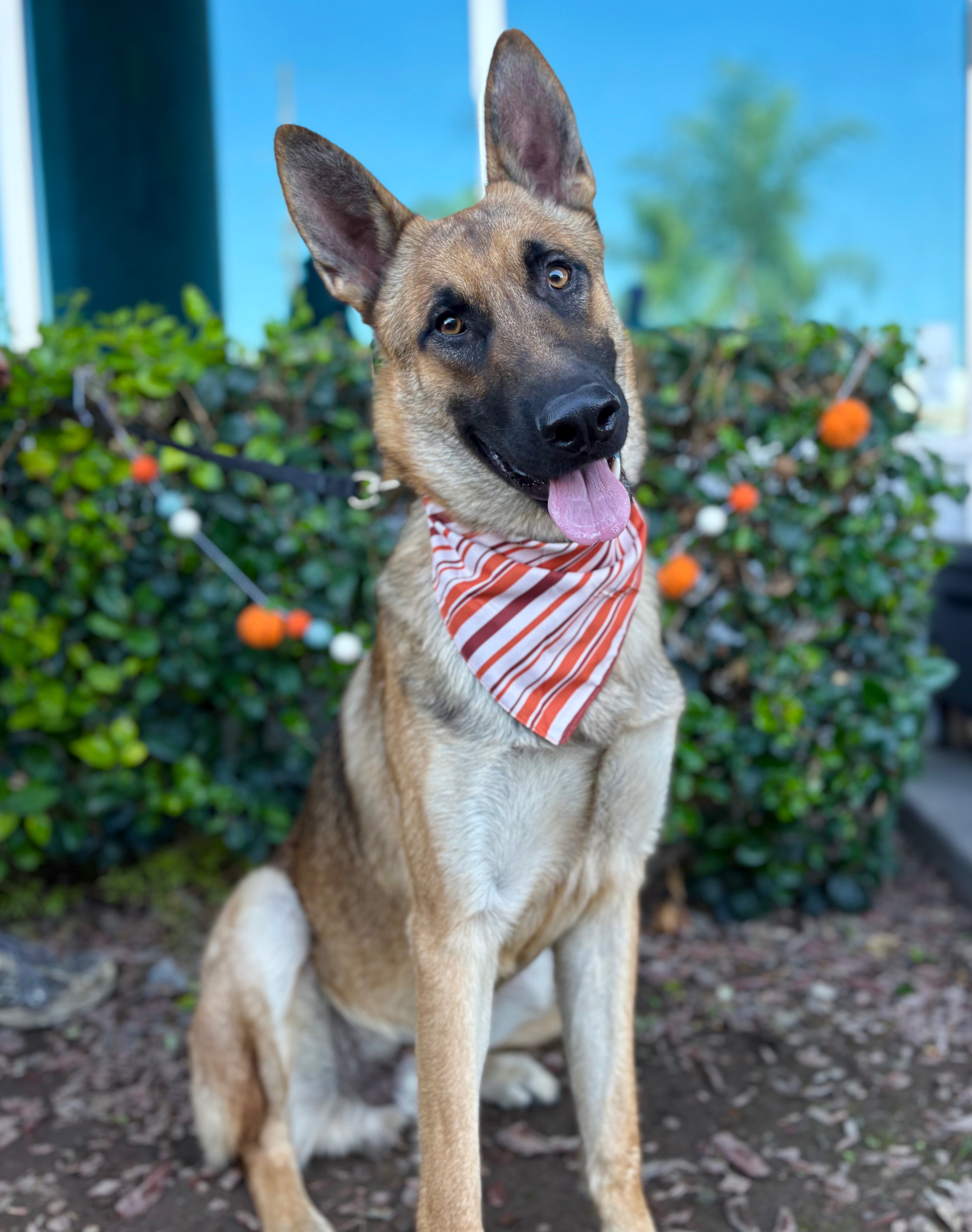 Support Pet Rescue Solutions' Urgent Relocation campaign photo, 5 of 7