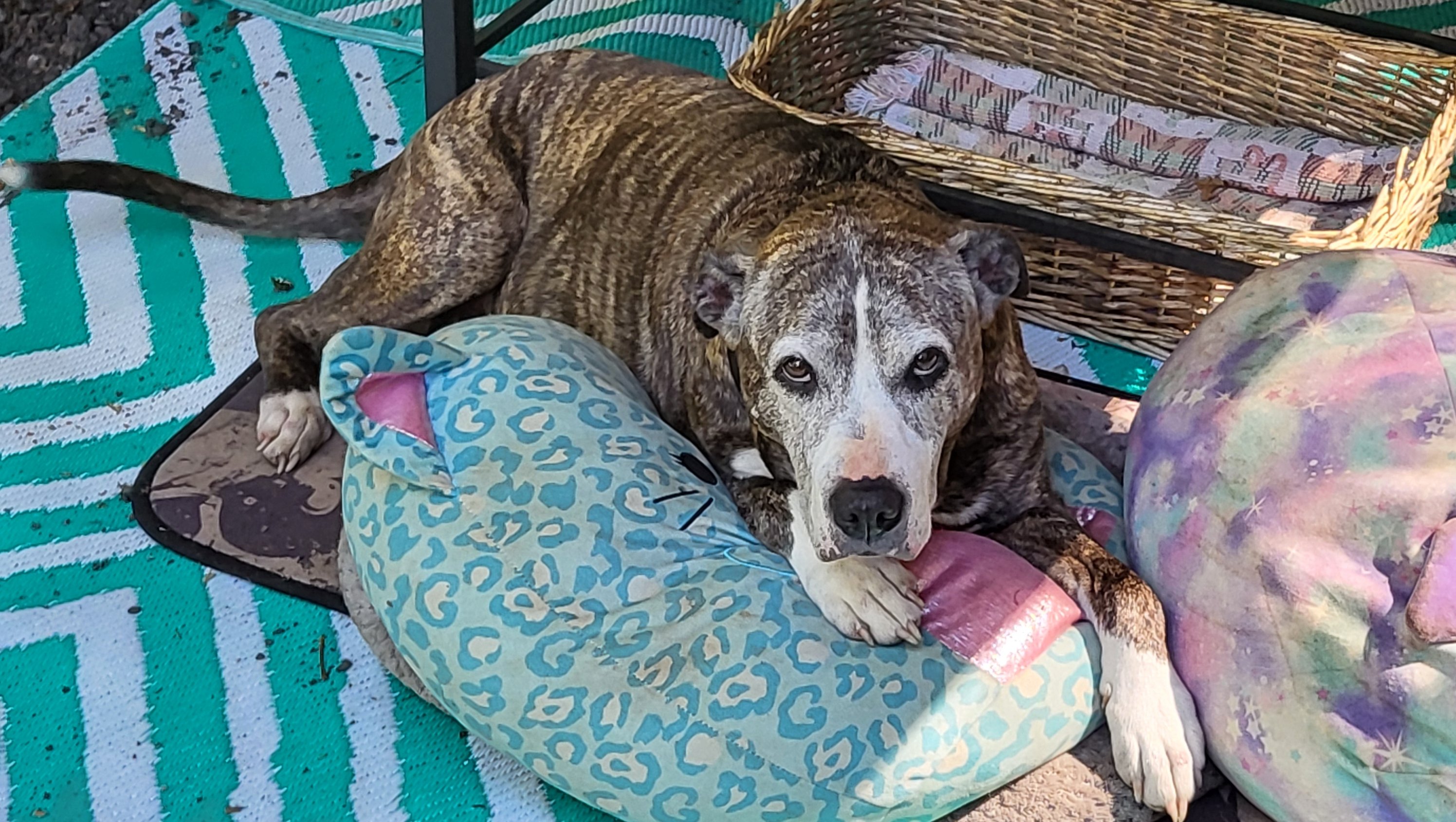 Comfort Care for Gypsy’s Final Days photo