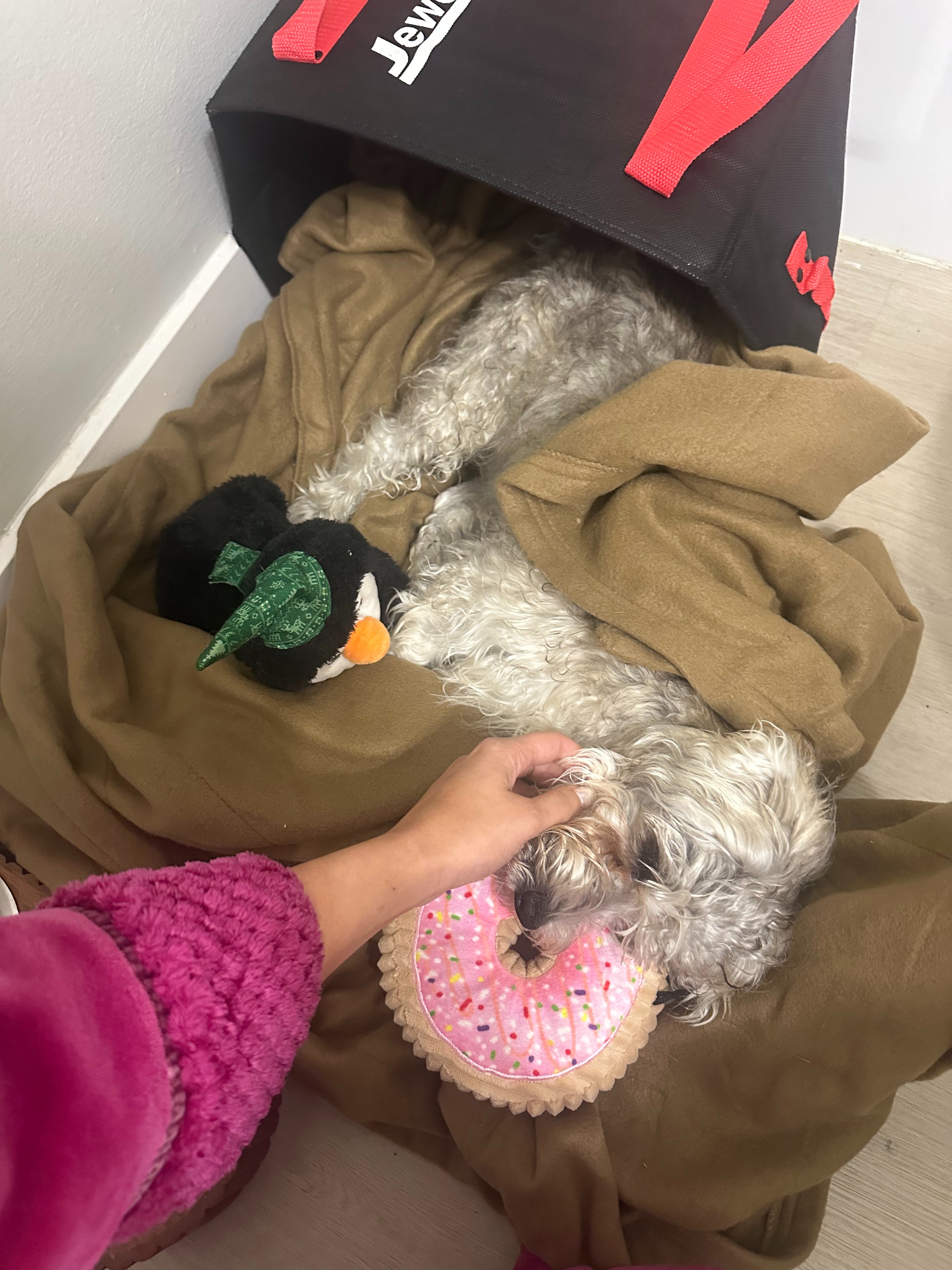Help Us Save This Sweet Wobbly Puppy campaign photo, 2 of 7