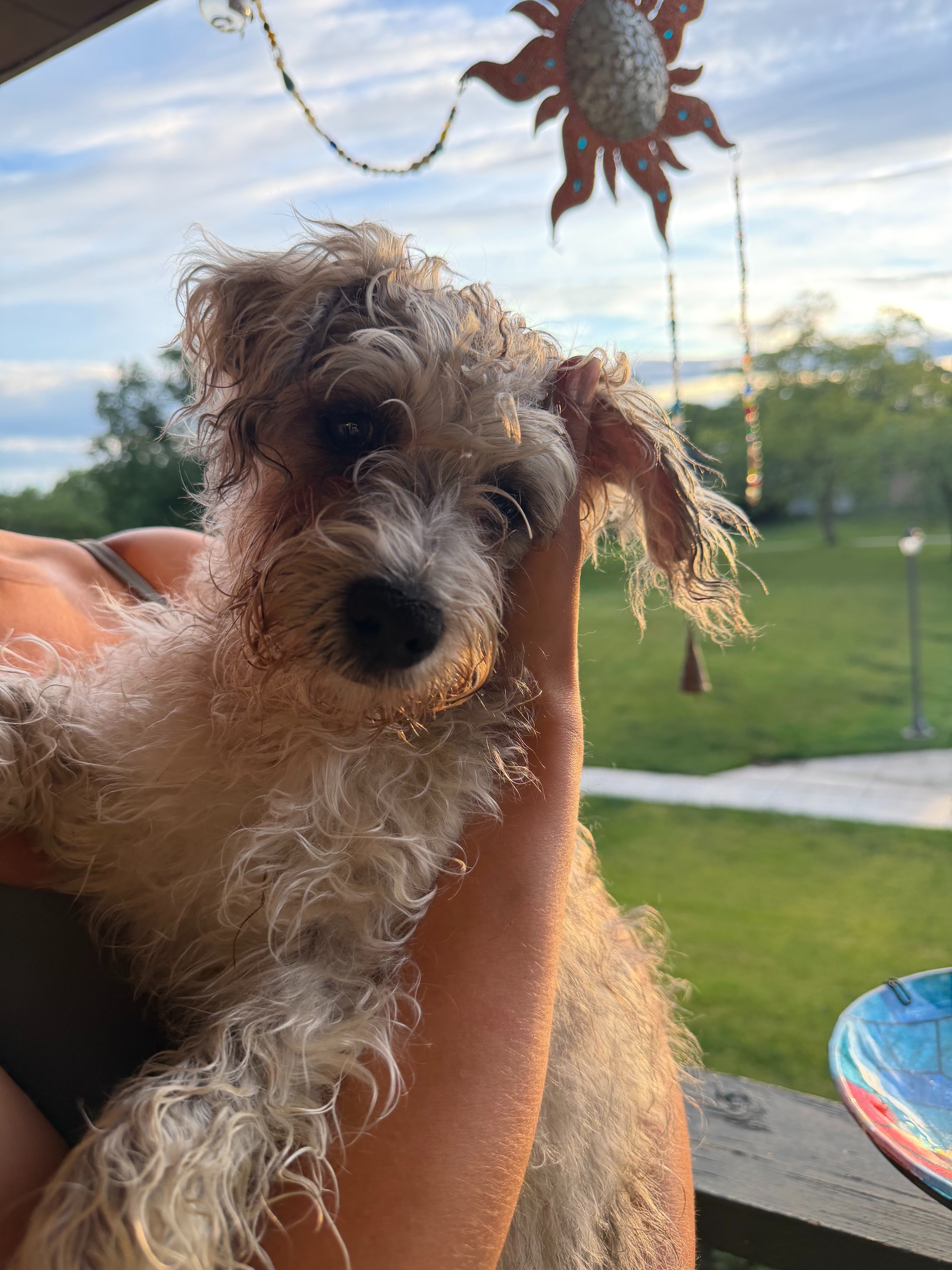 Help Us Save This Sweet Wobbly Puppy campaign photo, 4 of 7