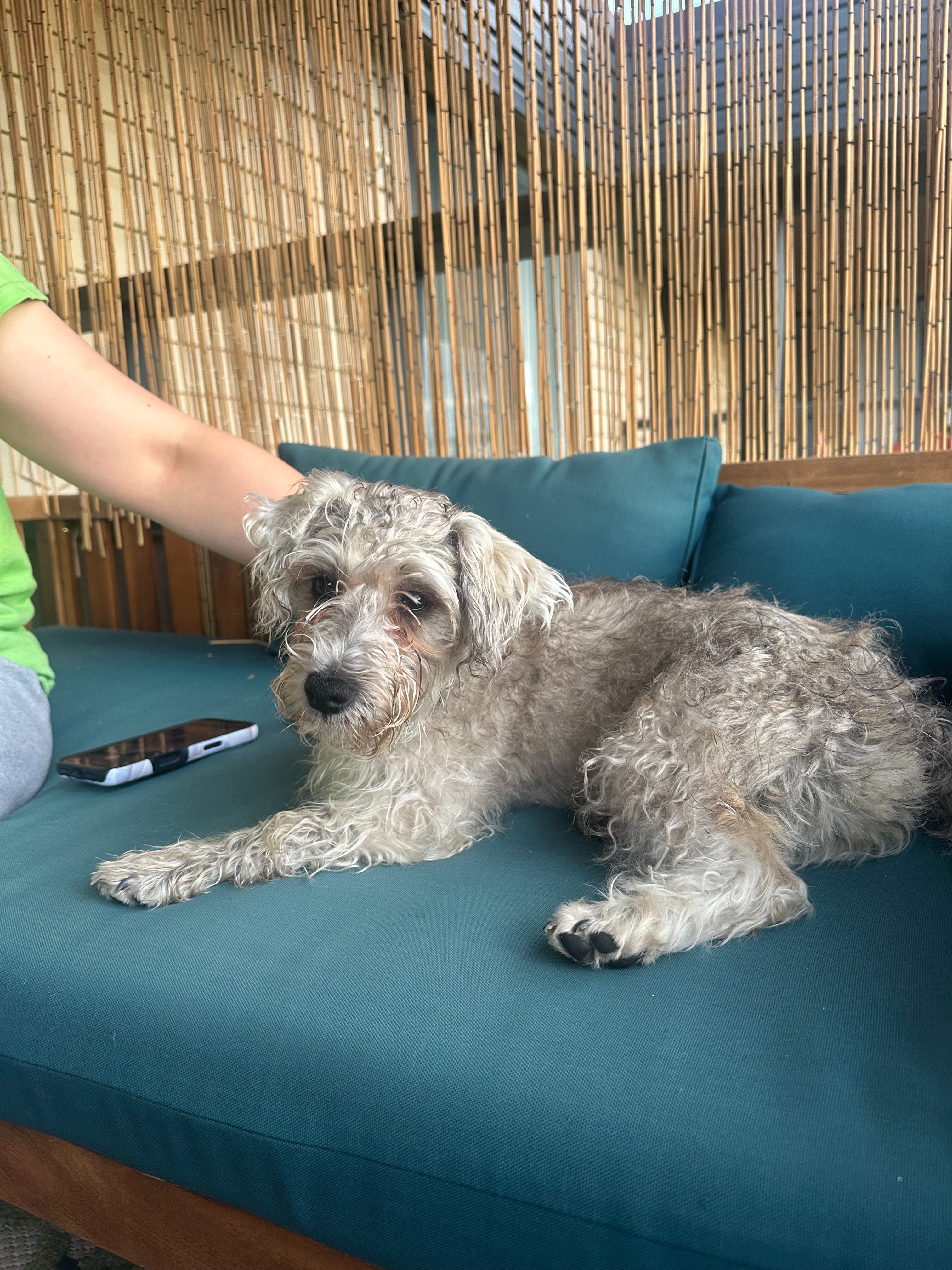 Help Us Save This Sweet Wobbly Puppy campaign photo, 5 of 7