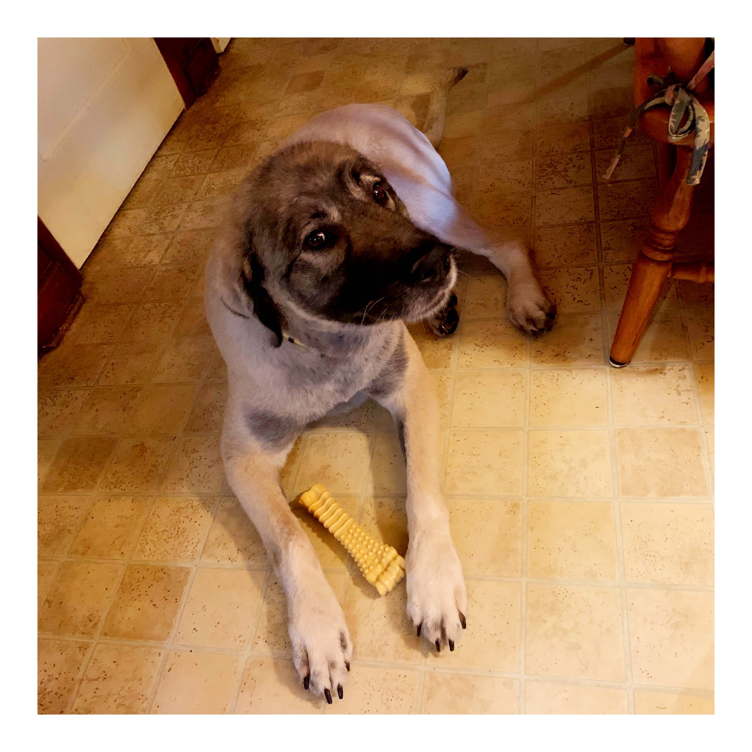 Support Milena’s Lifesaving Dog Rescue in Sarajevo campaign photo, 4 of 7