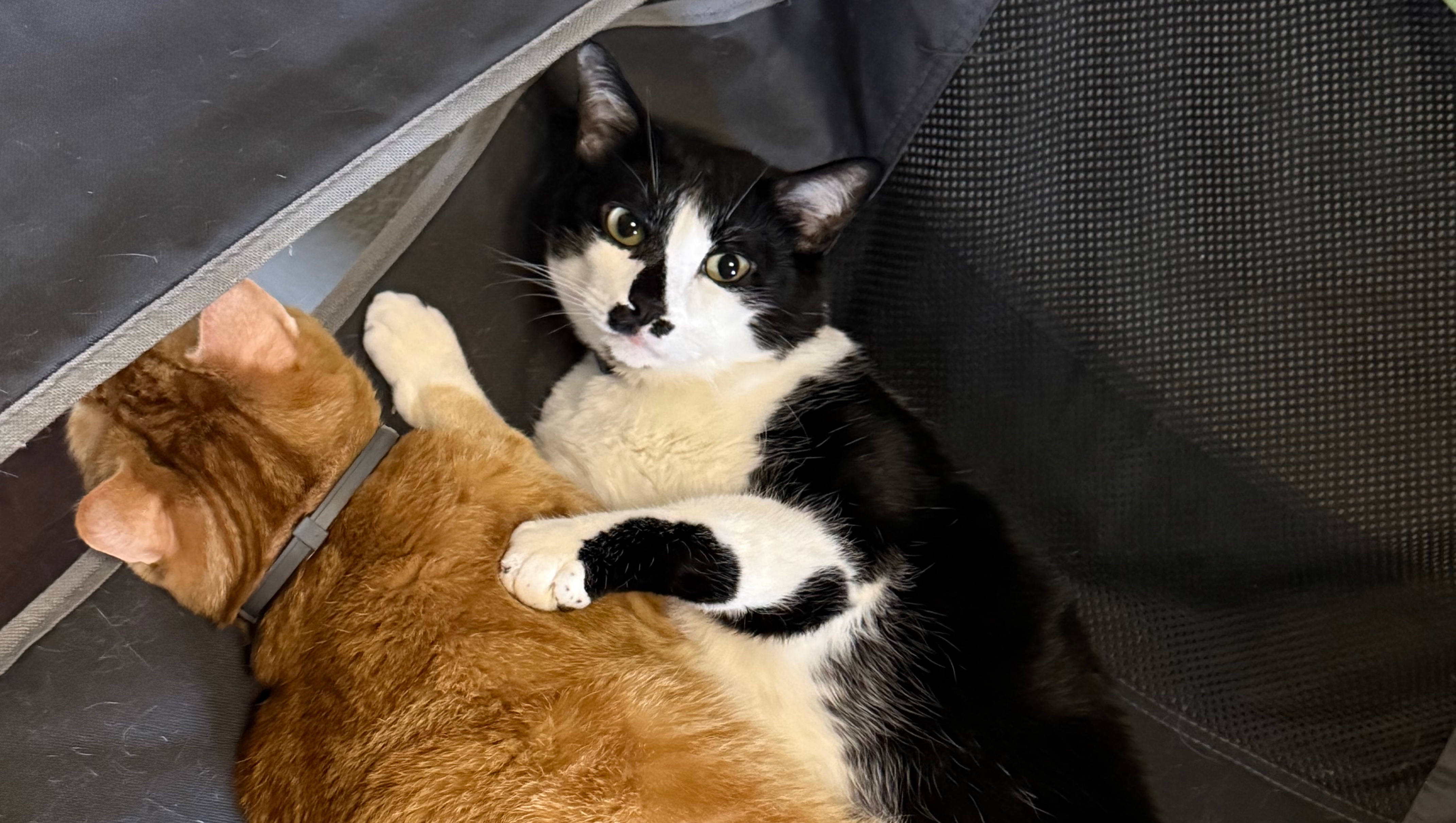 Help Nancy & Pets Stay Safe and Healthy photo