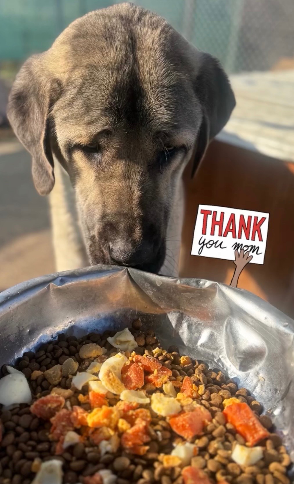 150 Food Sponsors Needed – Help Us Feed Our Dogs Every Month campaign photo, 4 of 6
