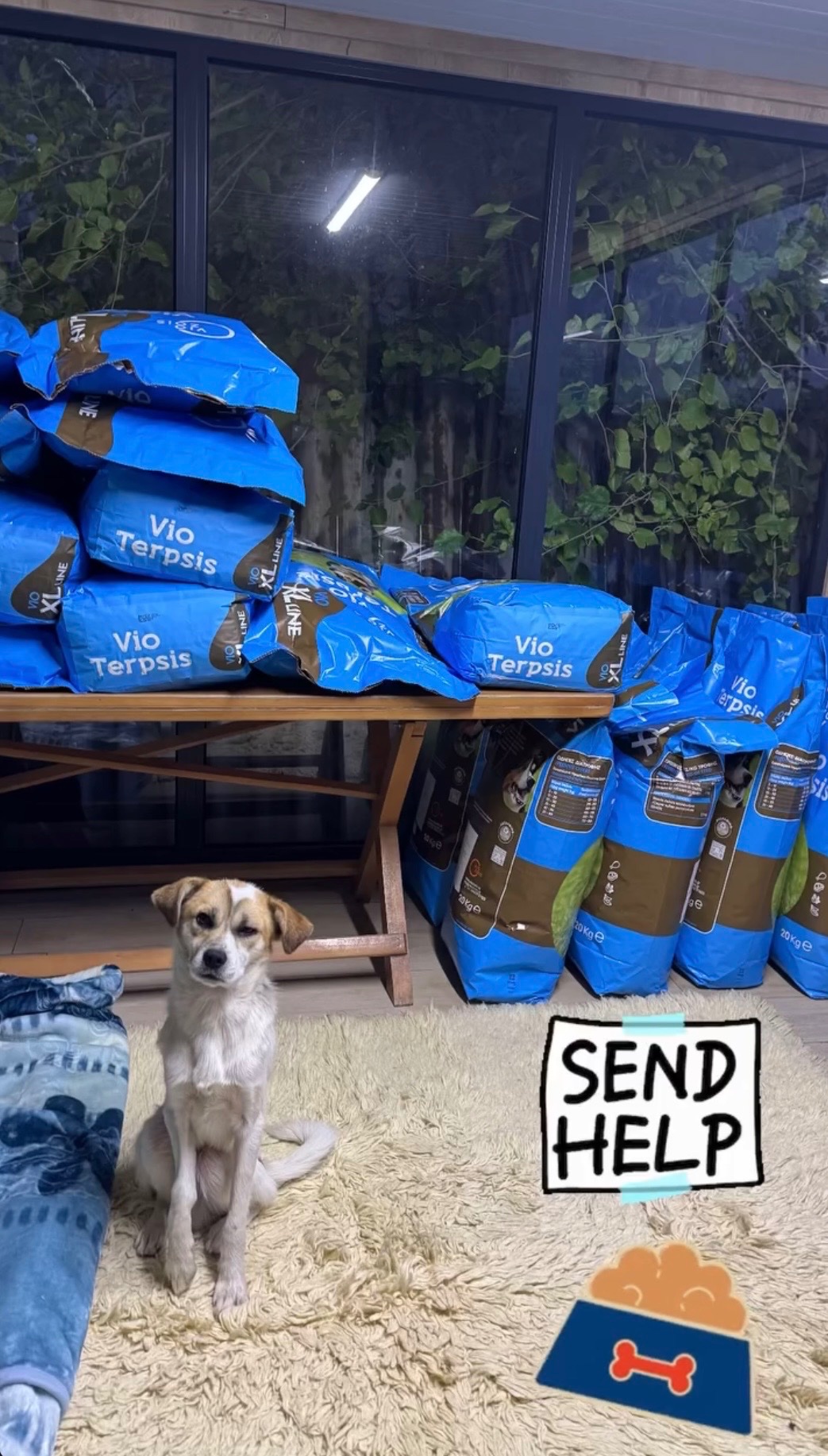 150 Food Sponsors Needed – Help Us Feed Our Dogs Every Month campaign photo, 5 of 6