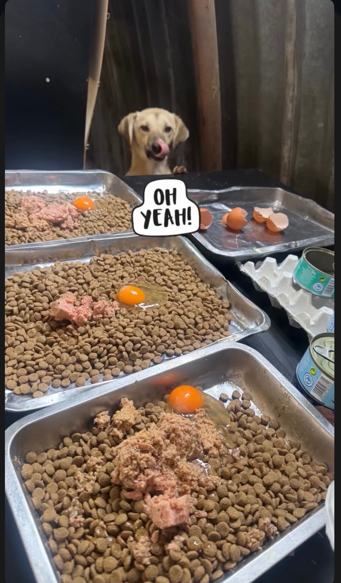 150 Food Sponsors Needed – Help Us Feed Our Dogs Every Month campaign photo, 2 of 6