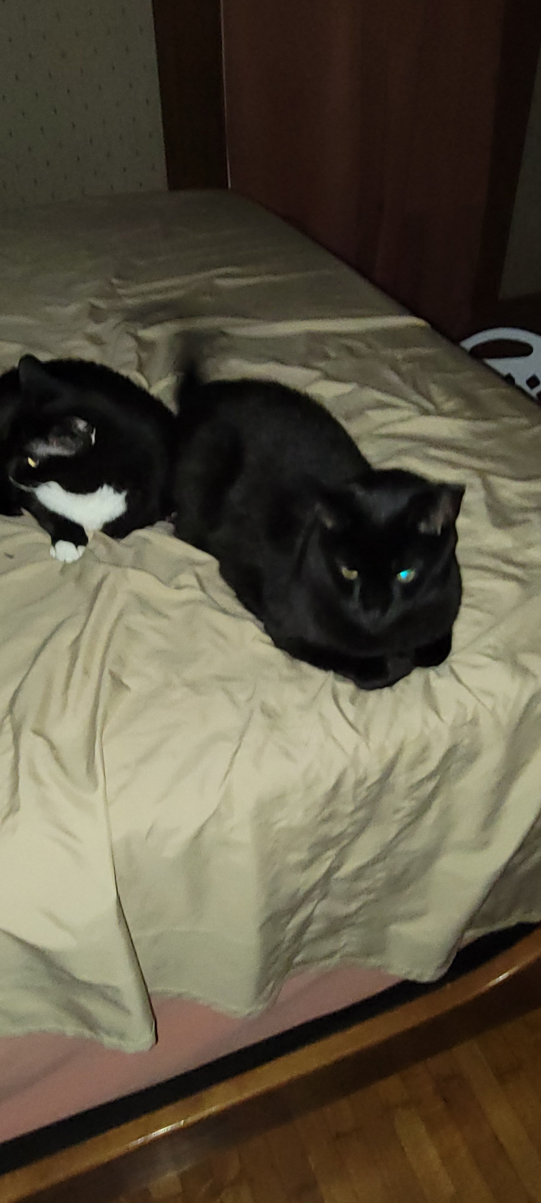 Help Nick, Chris, and Their 3 Cats Find a New Home campaign photo, 6 of 7