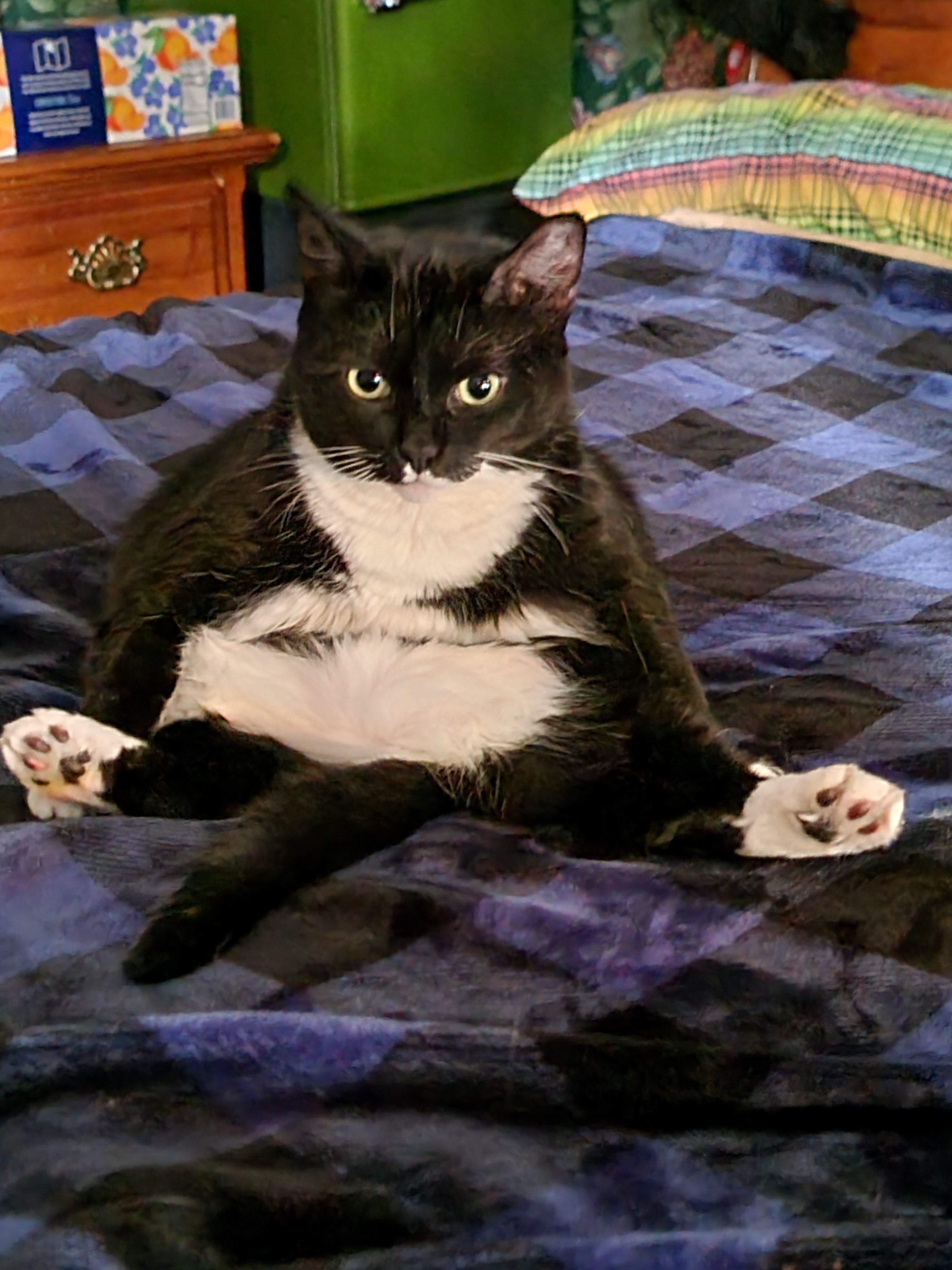 Help Nick, Chris, and Their 3 Cats Find a New Home campaign photo, 4 of 7