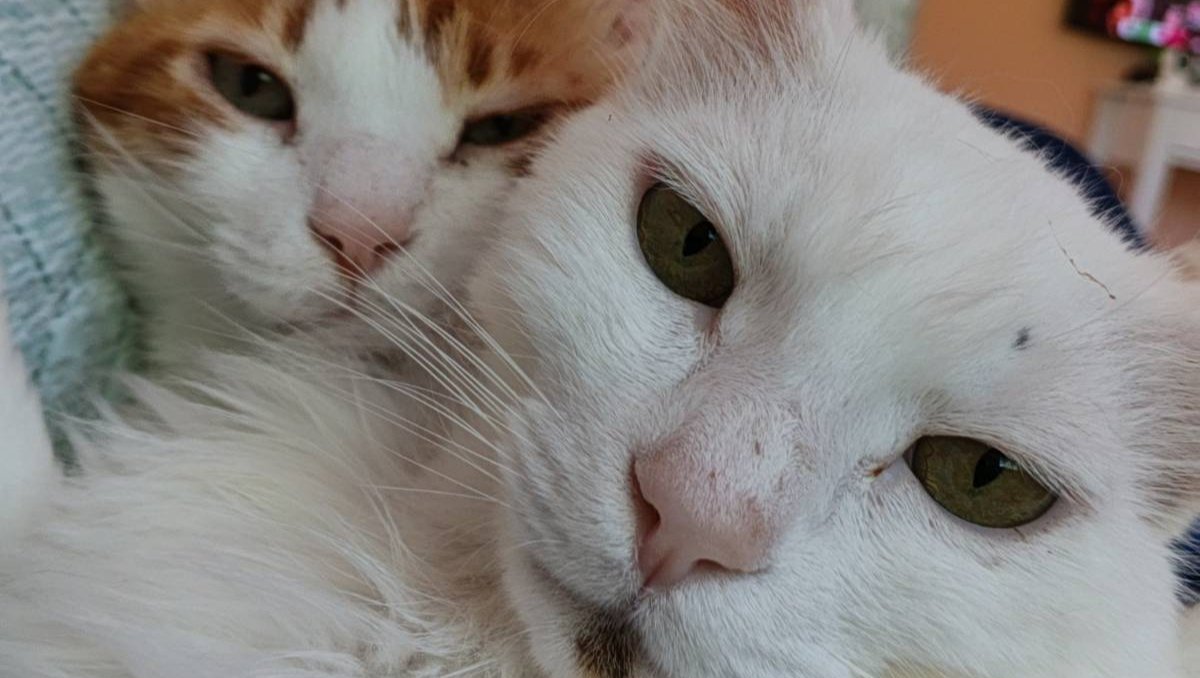 Straycatsanctuary - Feed over 70 Animals in June 2026 photo