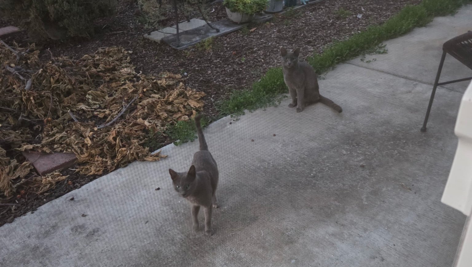 Help Stray Cats with Spay & Neuter & Vaccines photo