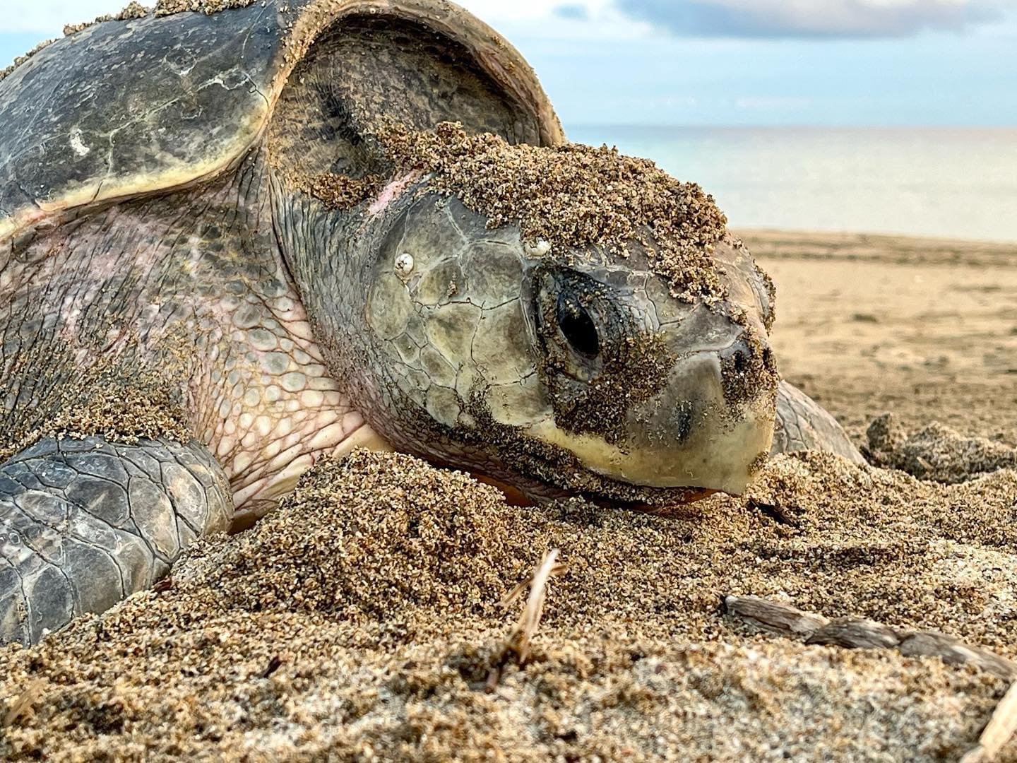Donate to help the Turtles of Sayulita! 2026-2027 Season campaign photo, 7 of 8