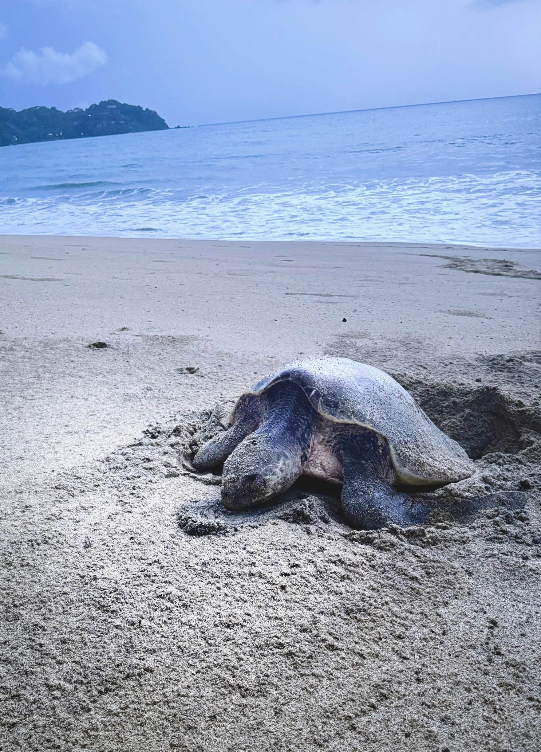 Donate to help the Turtles of Sayulita! 2026-2027 Season campaign photo, 4 of 8