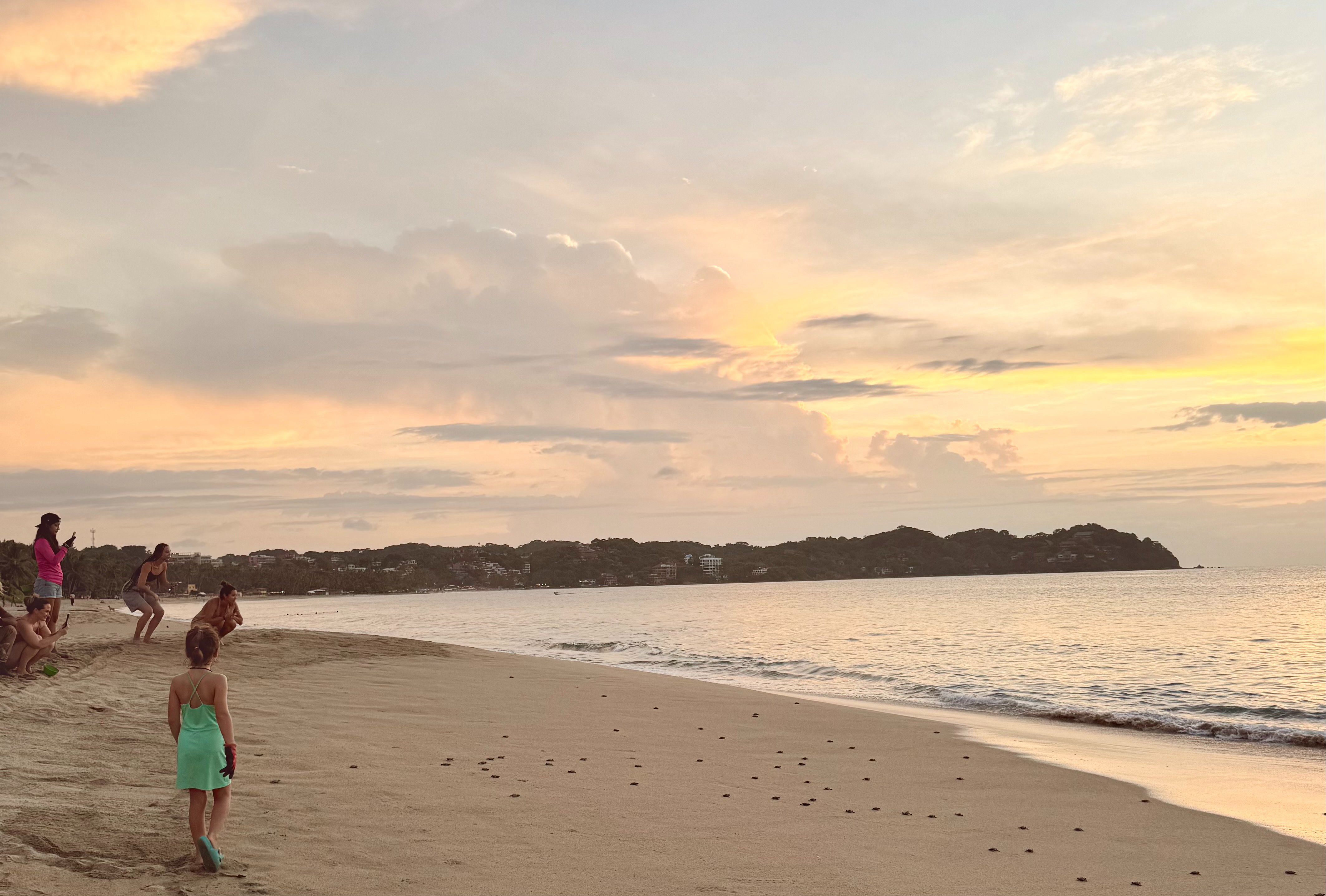 Donate to help the Turtles of Sayulita! 2026-2027 Season campaign photo, 5 of 8
