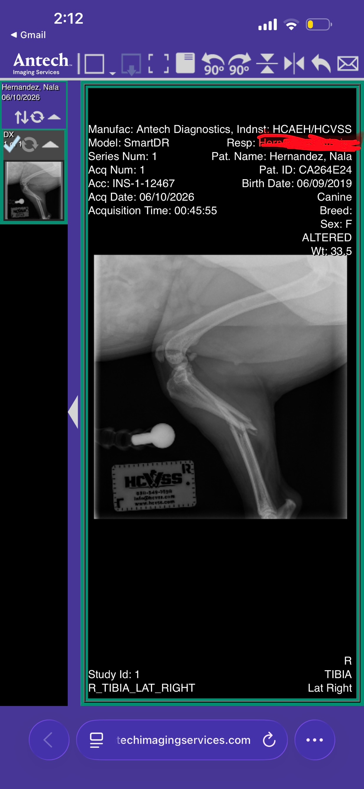 Help Nala Get Emergency Surgery campaign photo, 2 of 8