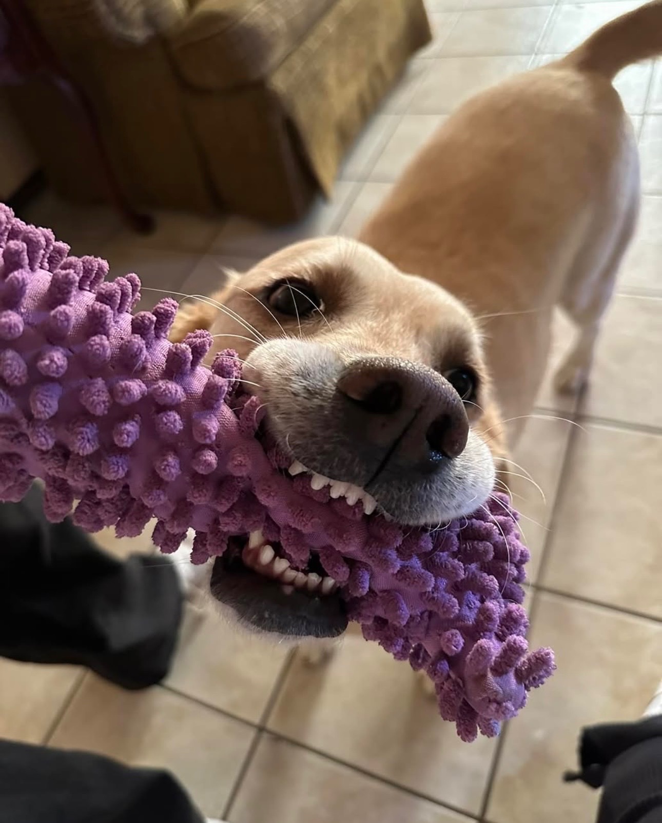 Help Nala Get Emergency Surgery campaign photo, 4 of 8