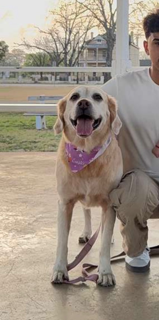 Help Nala Get Emergency Surgery campaign photo, 7 of 8