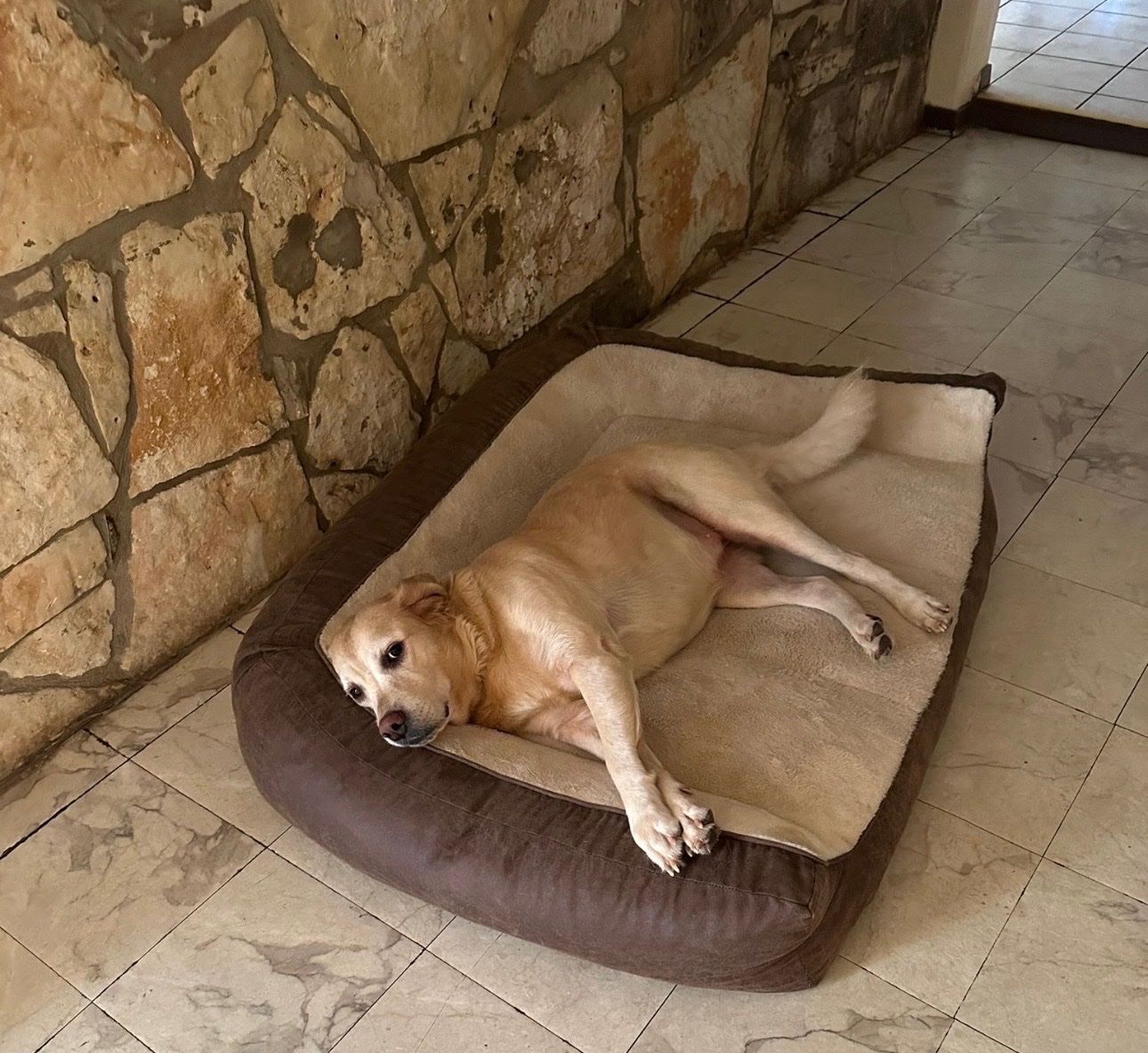 Help Nala Get Emergency Surgery campaign photo, 5 of 8