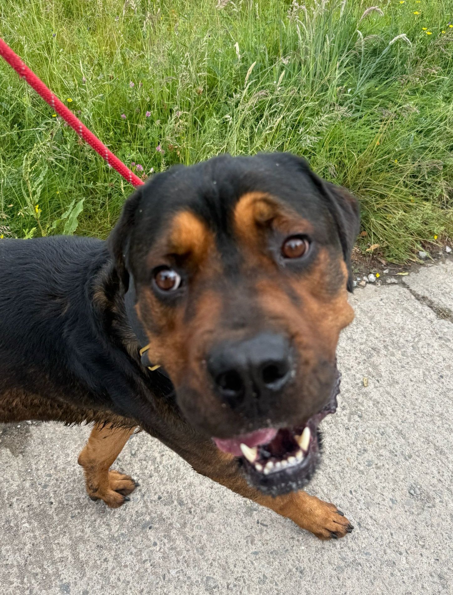 Zeus has a HUGE tumour and needs an op campaign photo, 5 of 6