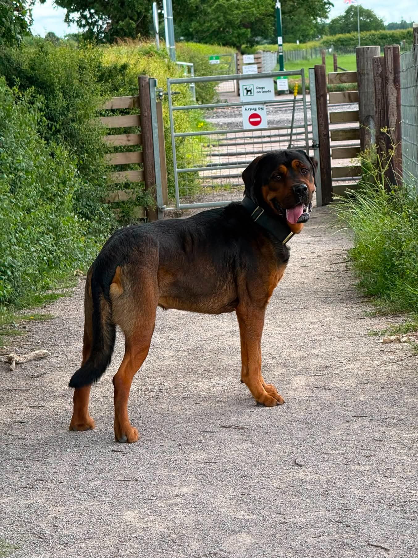 Zeus has a HUGE tumour and needs an op campaign photo, 4 of 6
