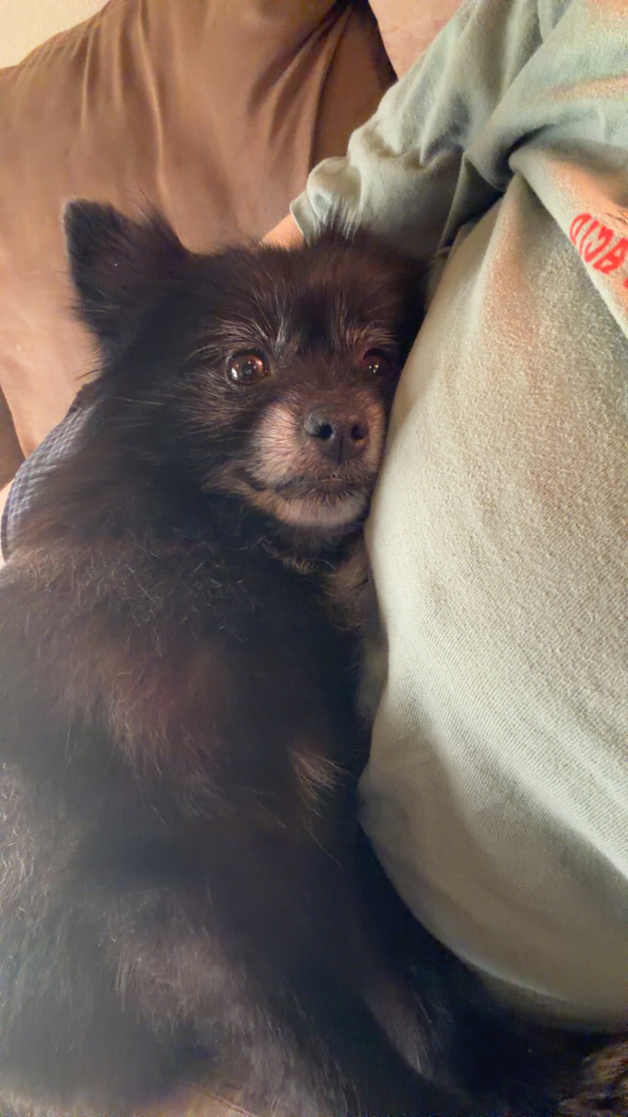 Support Titus's Urgent Surgery Needs campaign photo, 5 of 6