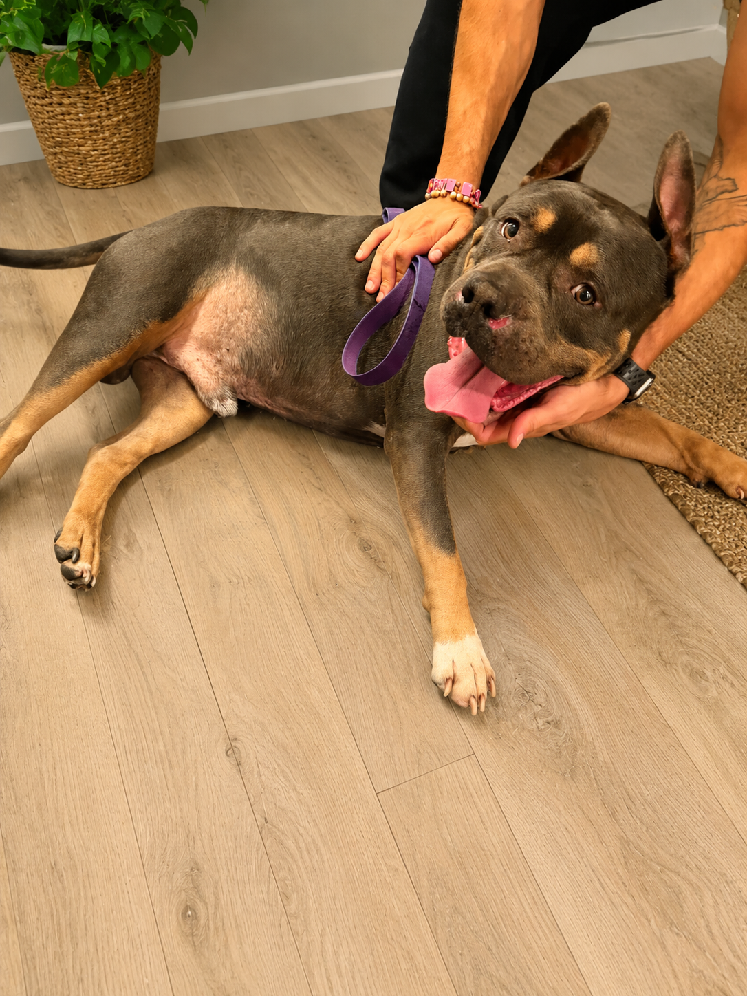 Help Zeus Get the Medical Care He Deserves campaign photo, 6 of 7