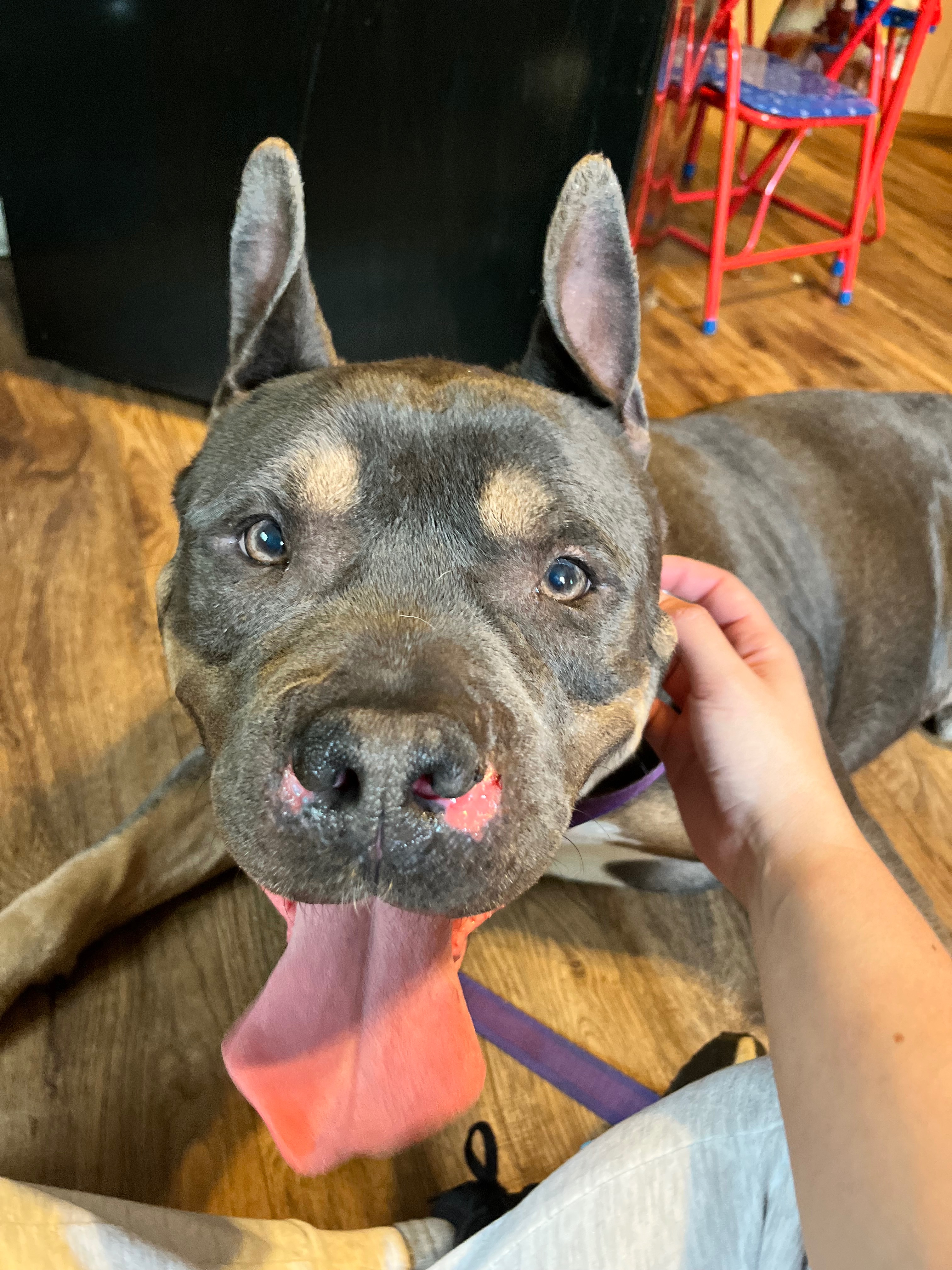 Help Zeus Get the Medical Care He Deserves campaign photo, 4 of 7