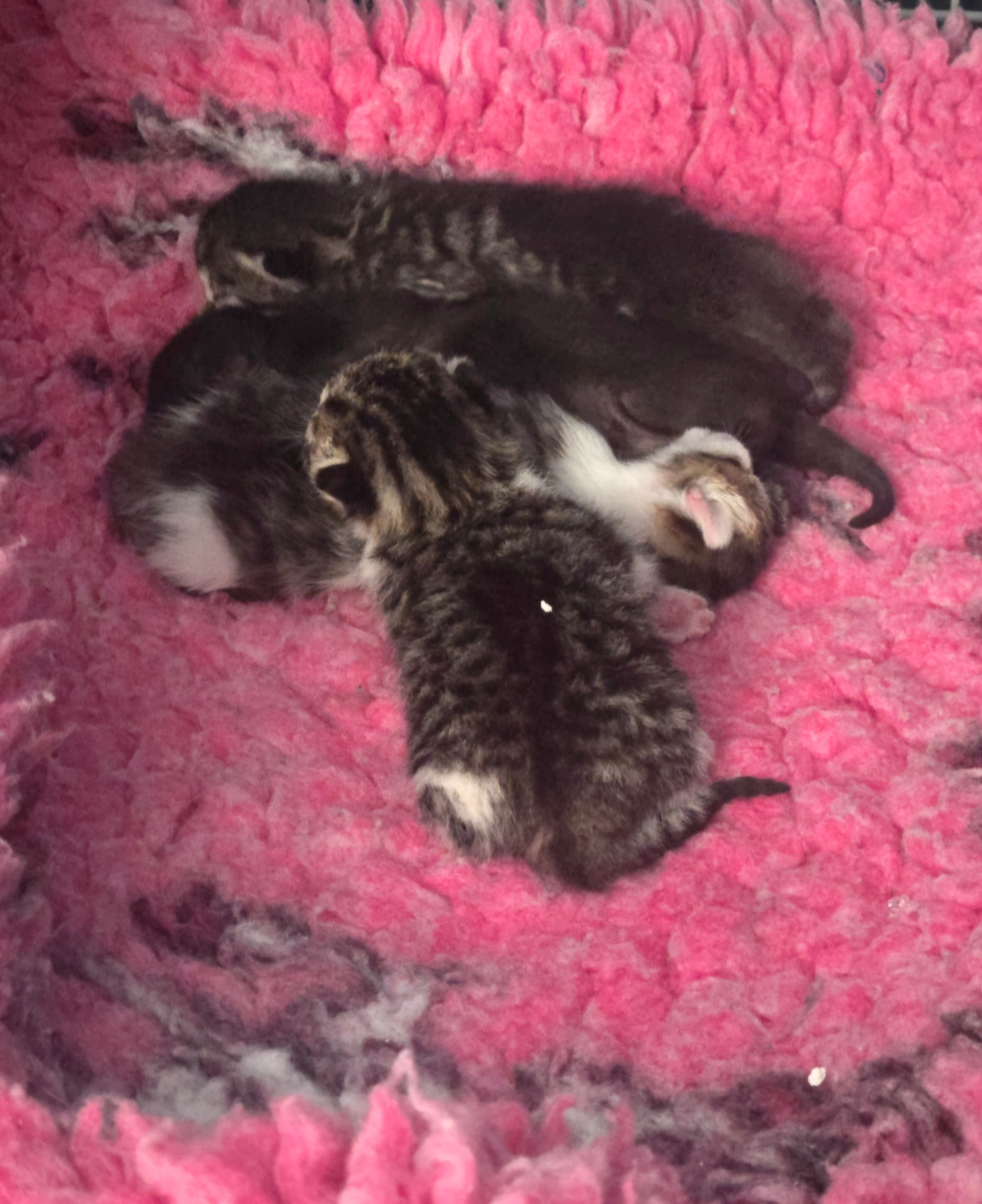 Helping 'Choo' & her Babies campaign photo, 4 of 8