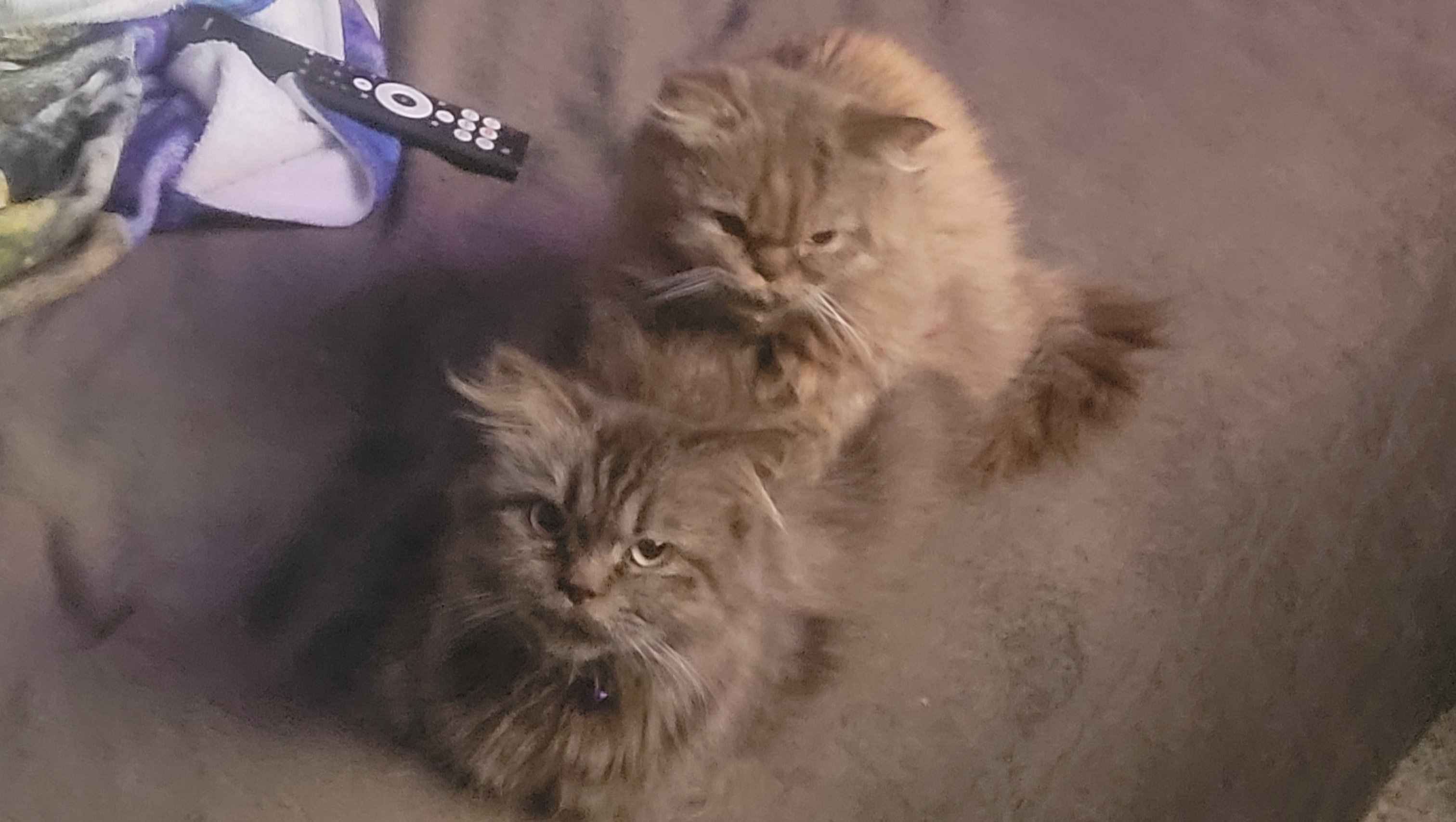 Help My Kitten Get Medical Care photo