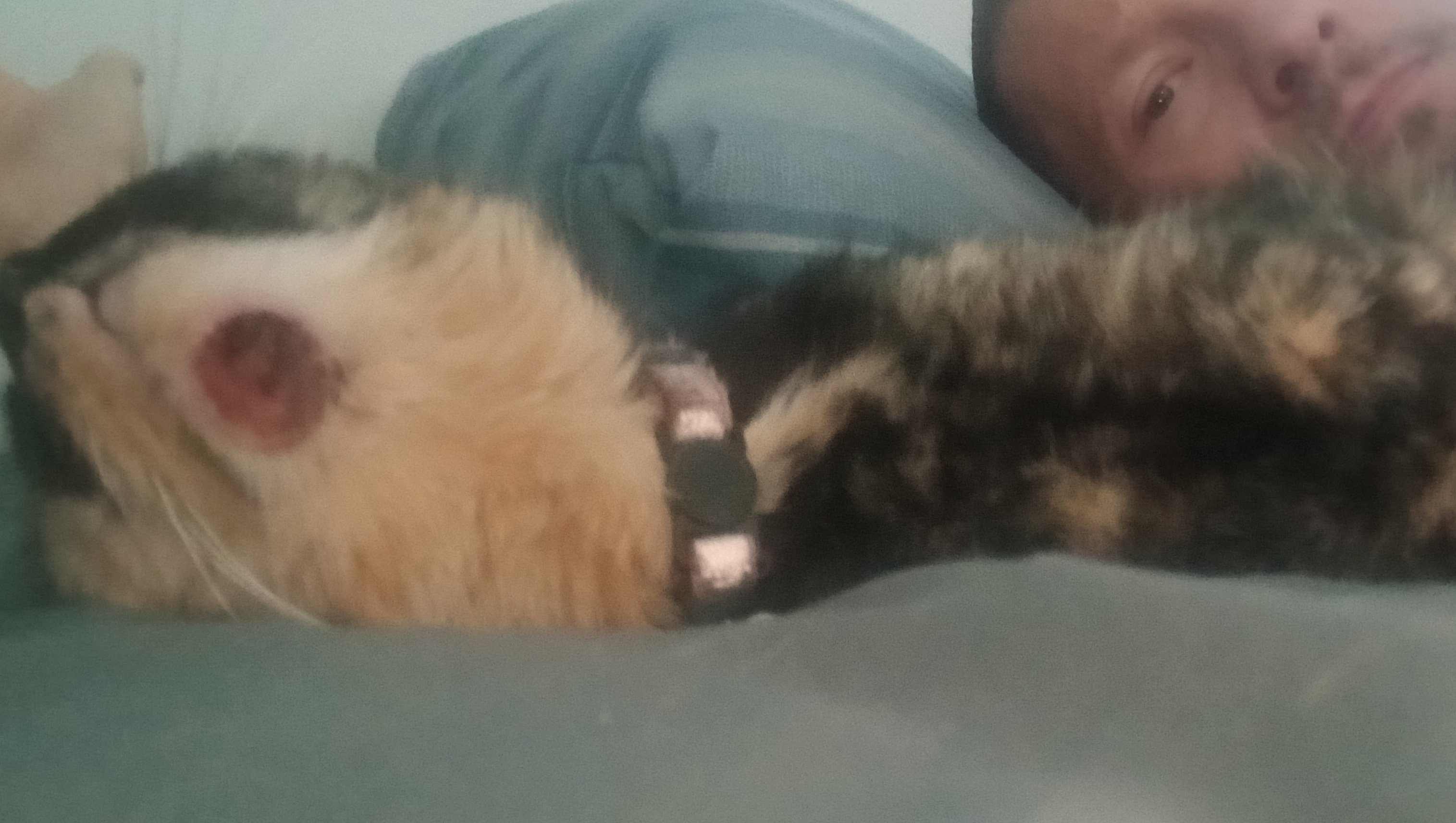 Help Peanut Fight a Life-Threatening Infection photo