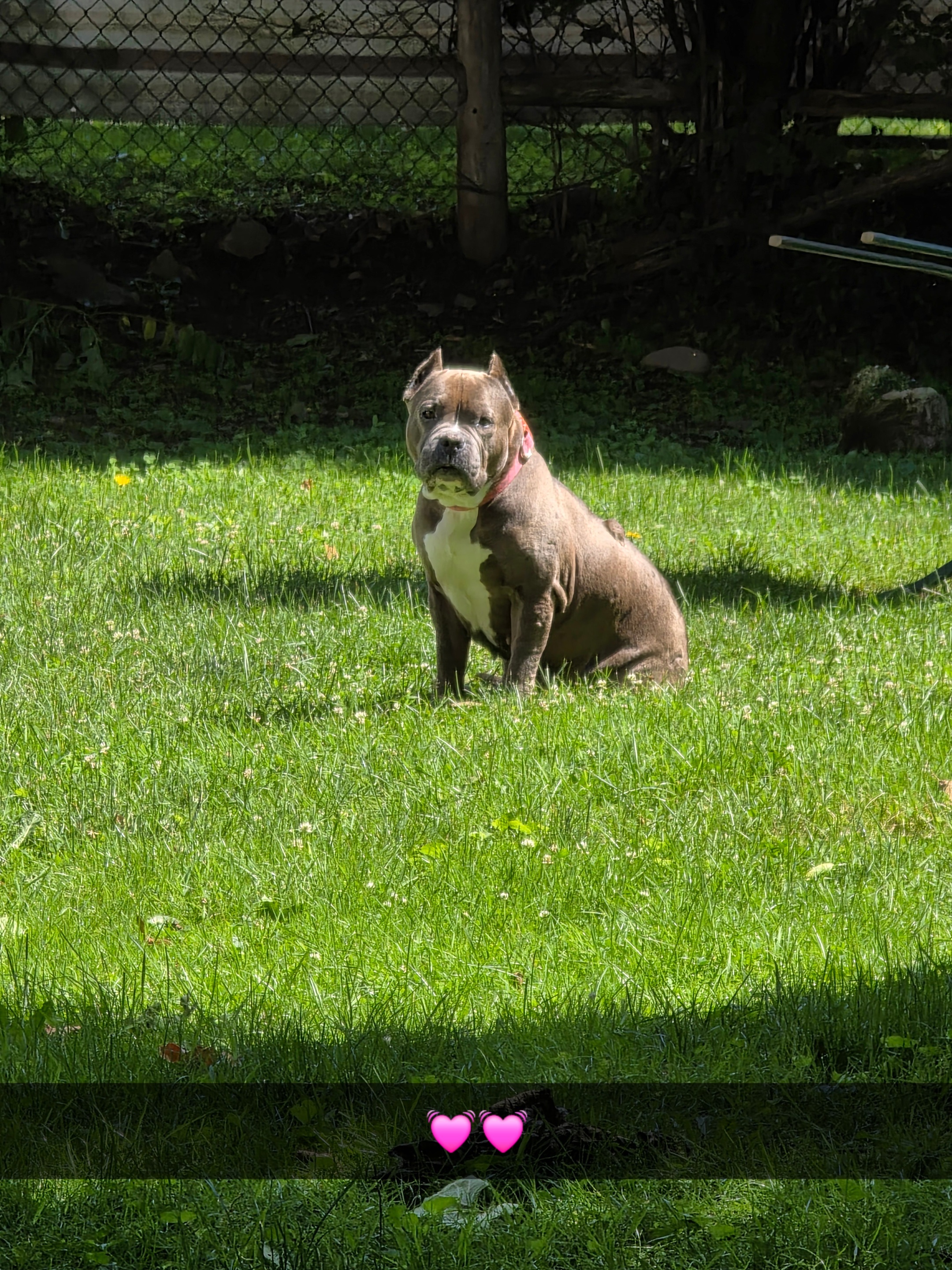 Help Bring Luna Home campaign photo, 2 of 8