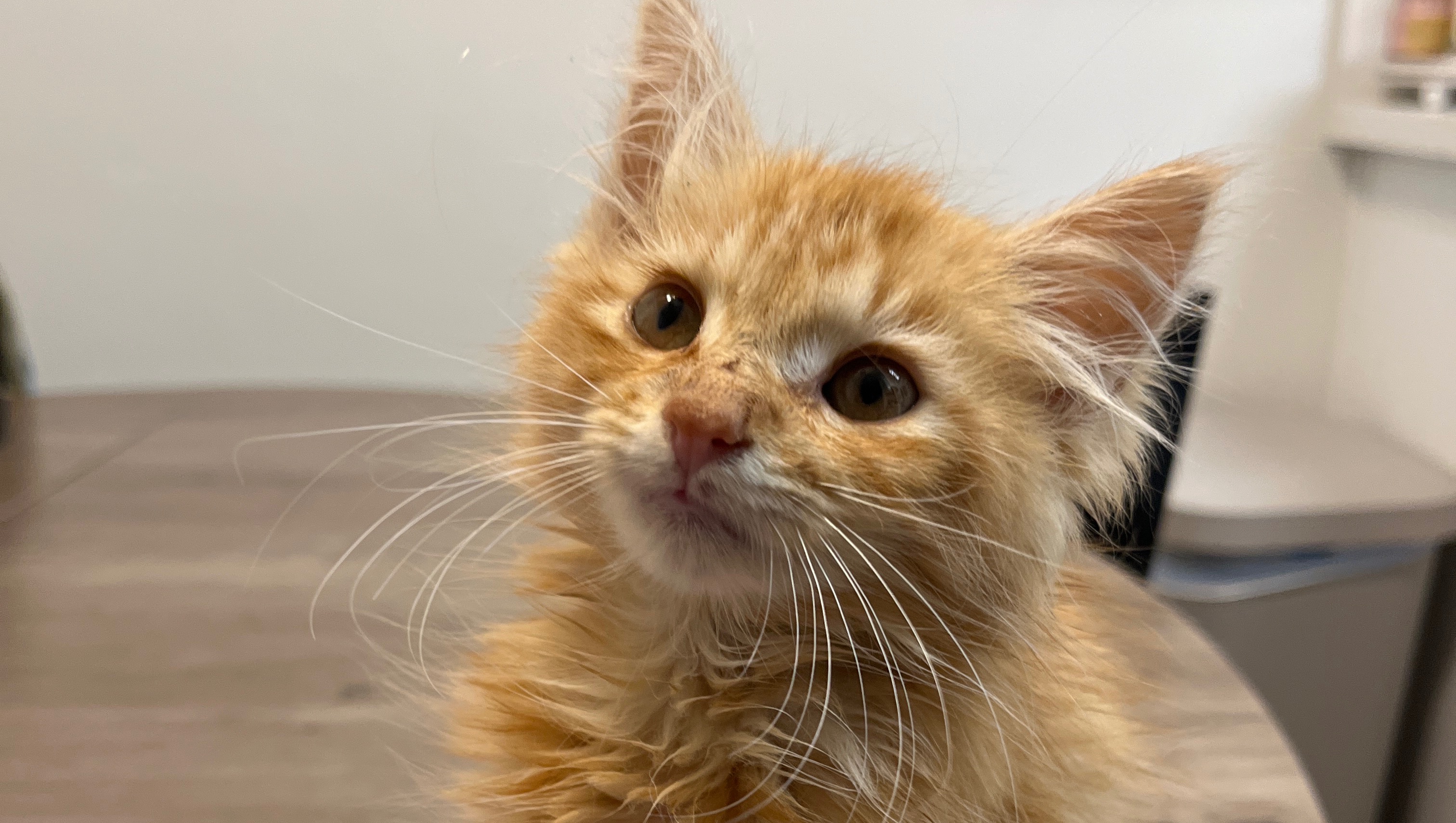 Help Mango the Kitten Get Urgent Vet Care photo