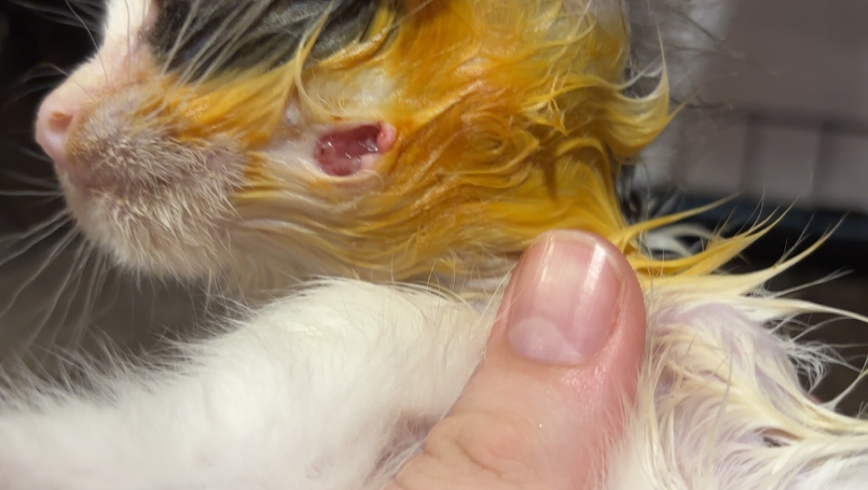 Donate to help local cat colony photo