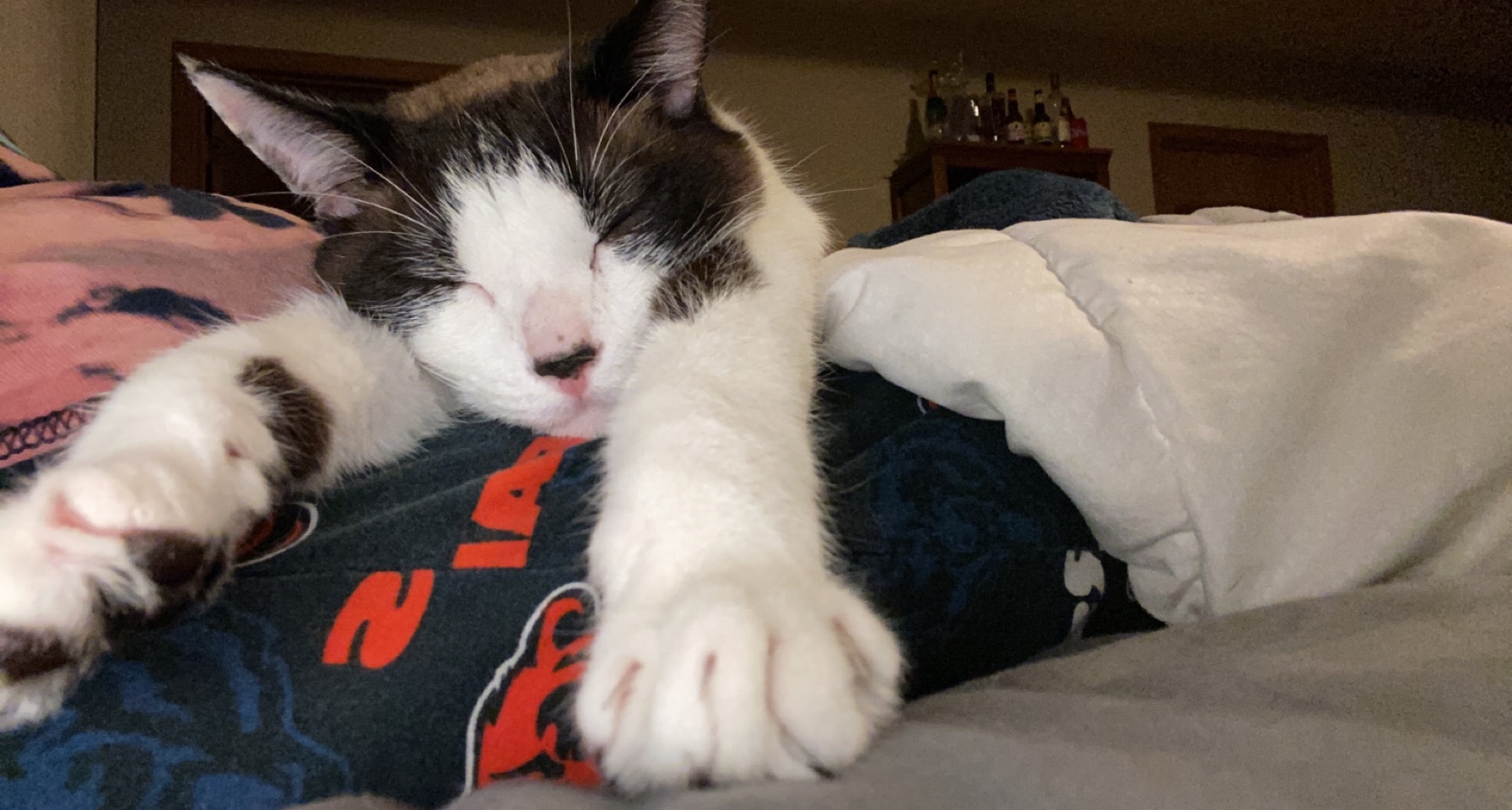 Help Figaro Get the Urgent Care He Needs campaign photo, 5 of 6