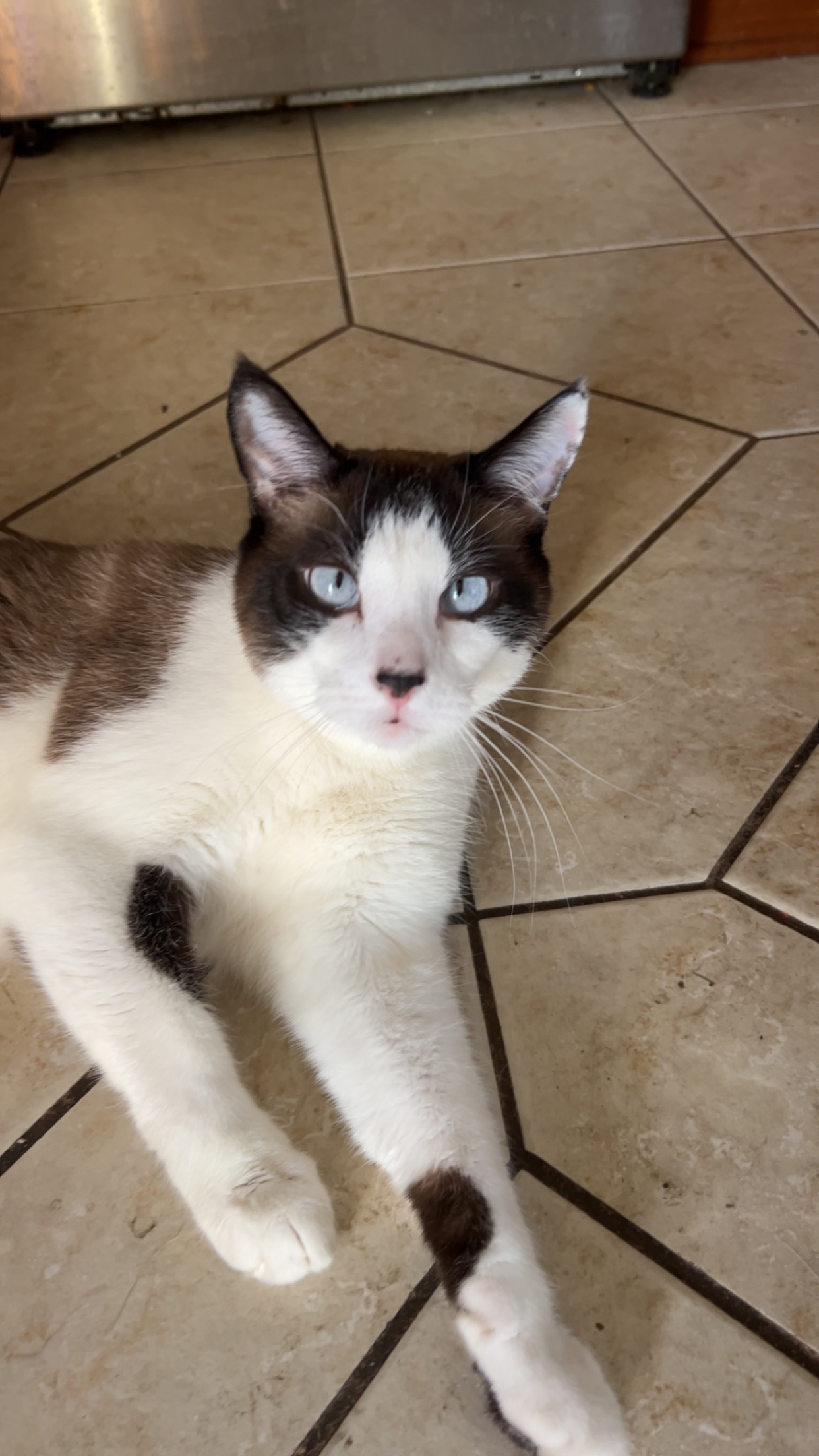Help Figaro Get the Urgent Care He Needs campaign photo, 2 of 6