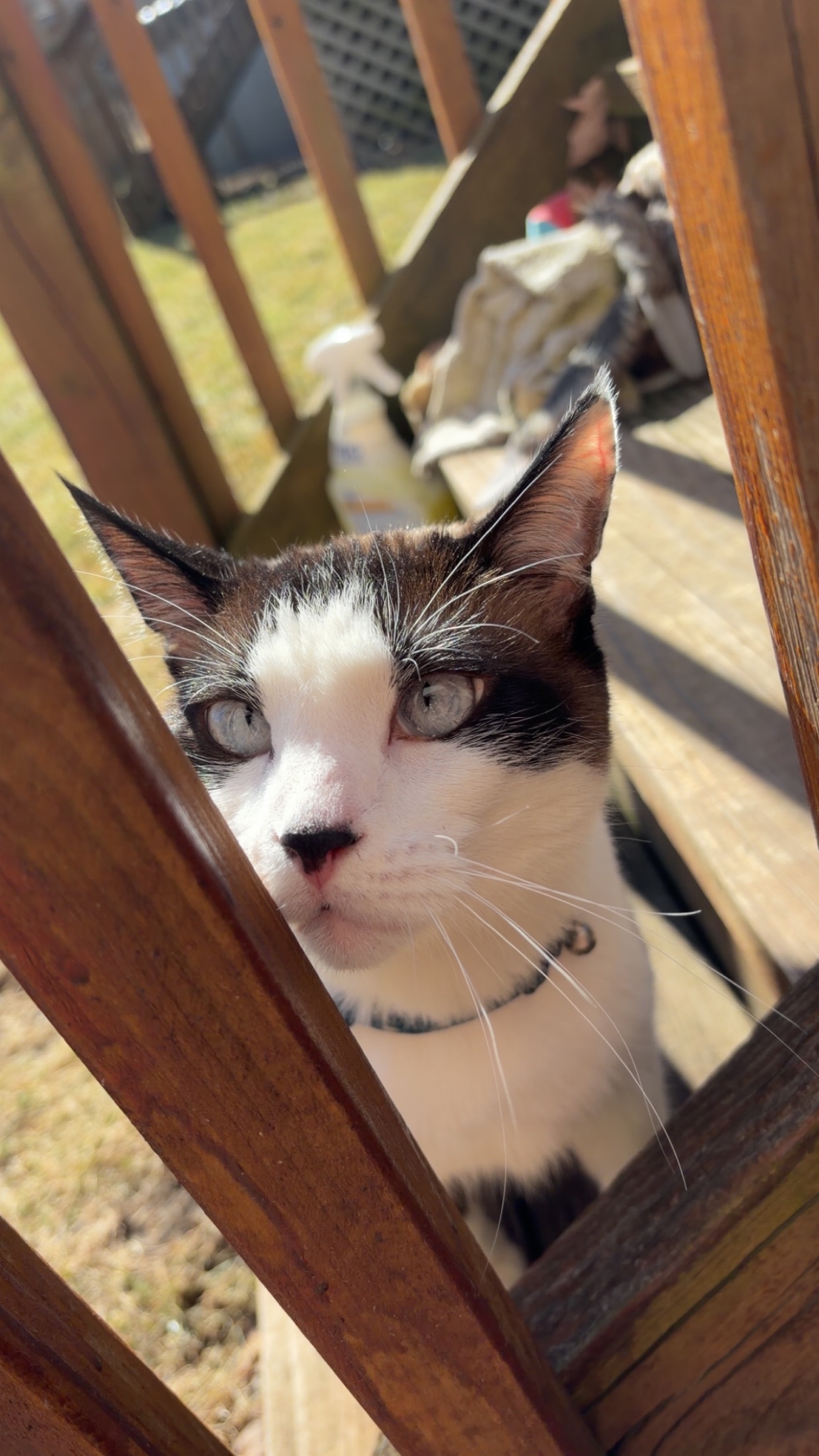 Help Figaro Get the Urgent Care He Needs campaign photo, 4 of 6