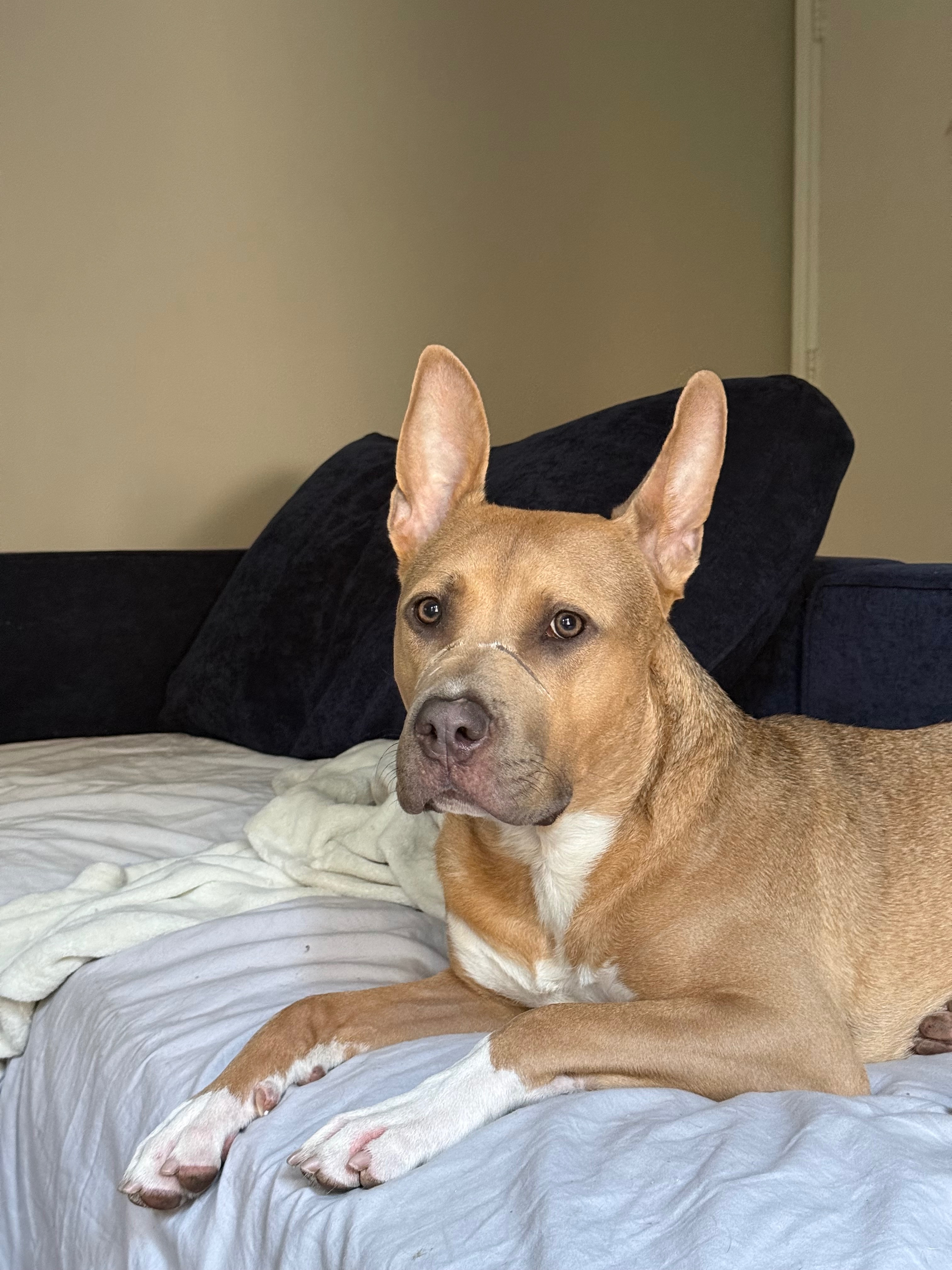 Give Oden the Second Chance He Deserves campaign photo, 2 of 6