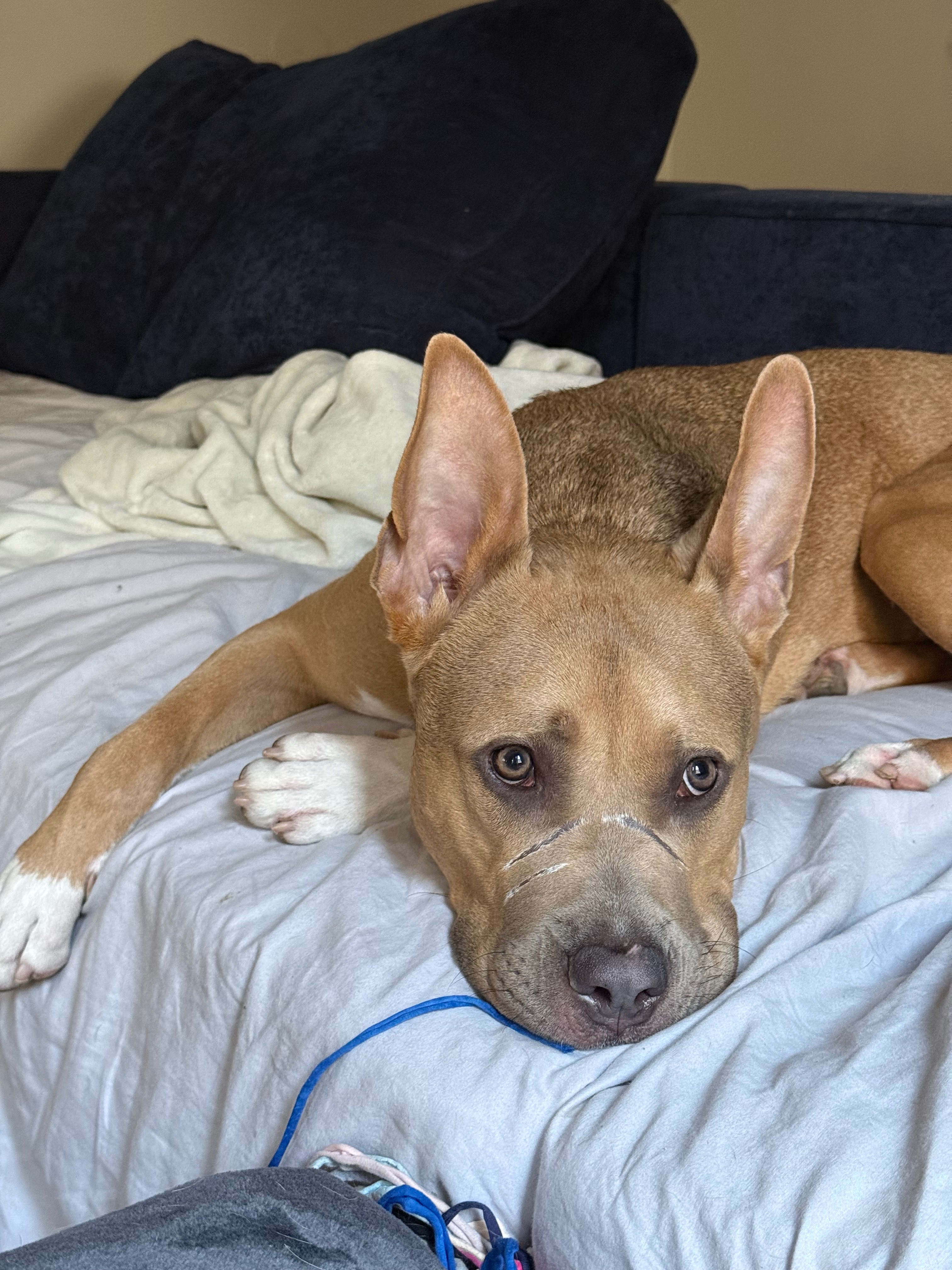 Give Oden the Second Chance He Deserves campaign photo, 4 of 6