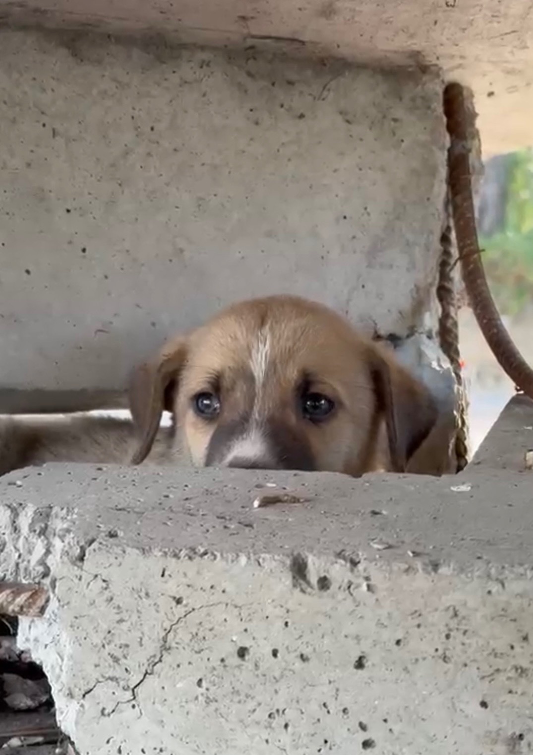 Emergency Rescue Fund for Street Dogs in Kosovo campaign photo, 2 of 8