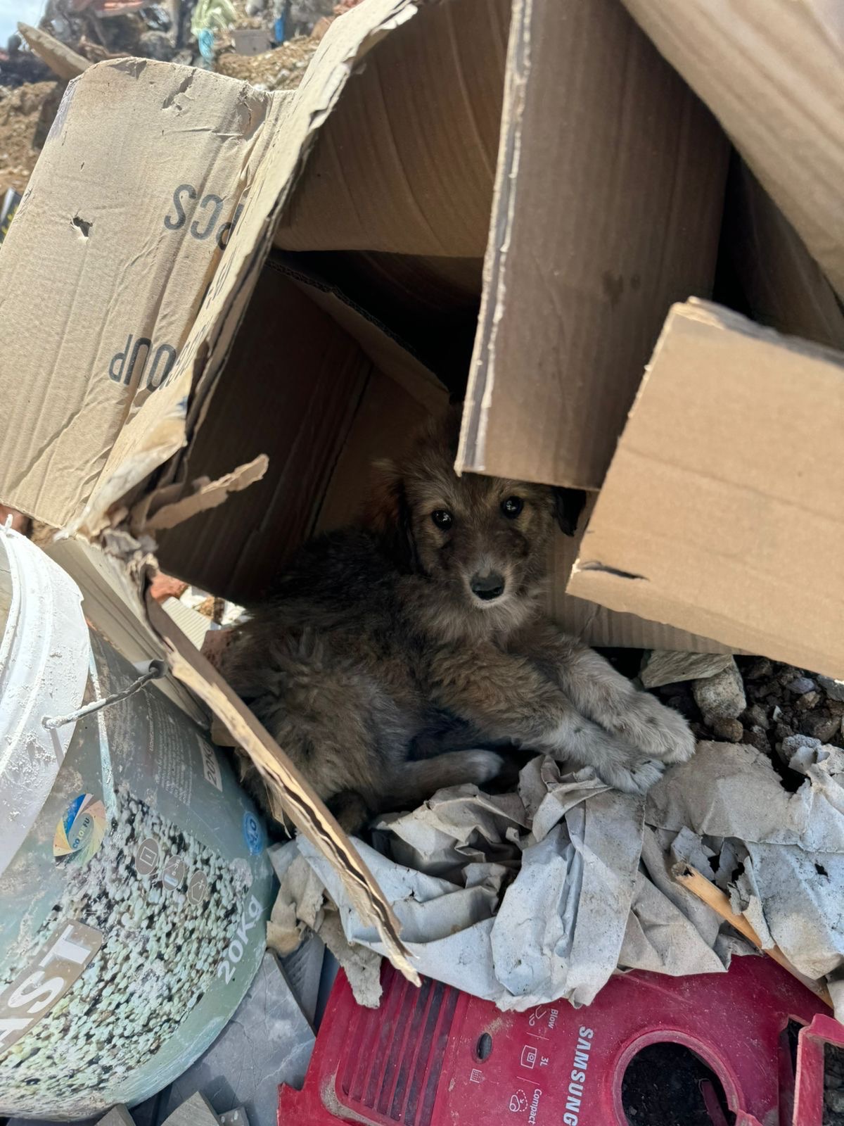 Emergency Rescue Fund for Street Dogs in Kosovo campaign photo, 4 of 8