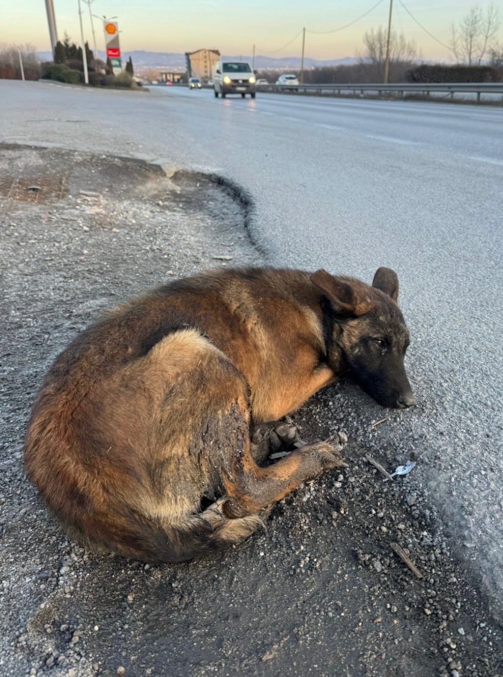 Emergency Rescue Fund for Street Dogs in Kosovo campaign photo, 5 of 8