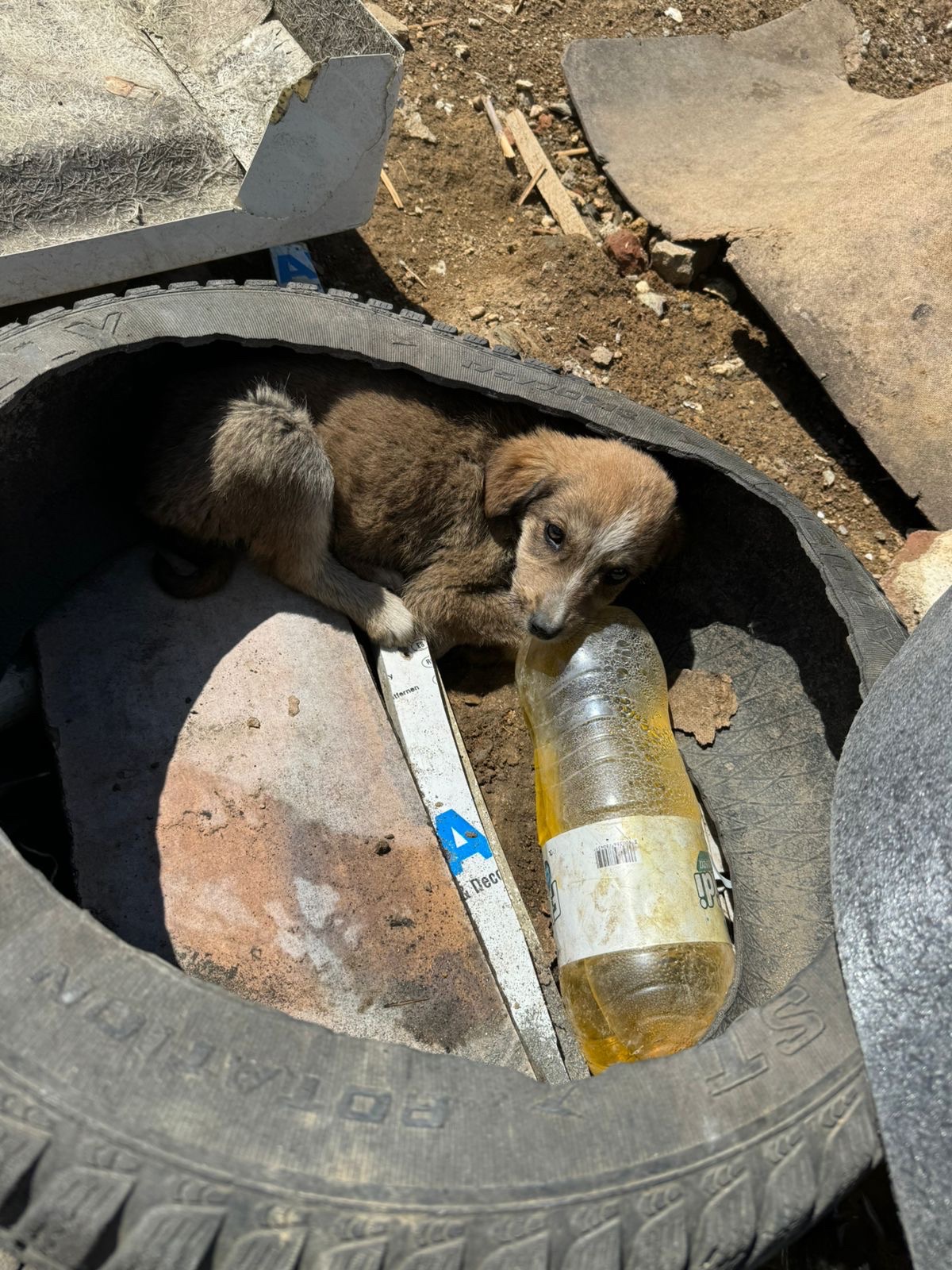 Emergency Rescue Fund for Street Dogs in Kosovo campaign photo, 6 of 8