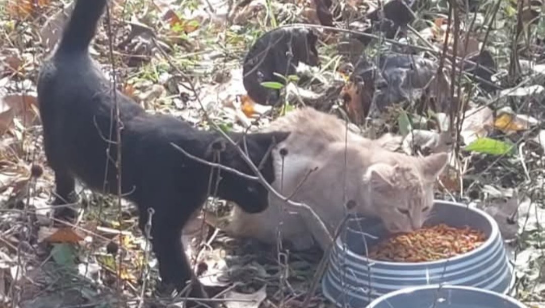 Desoto Cat Project: Support TNR and Save Lives photo