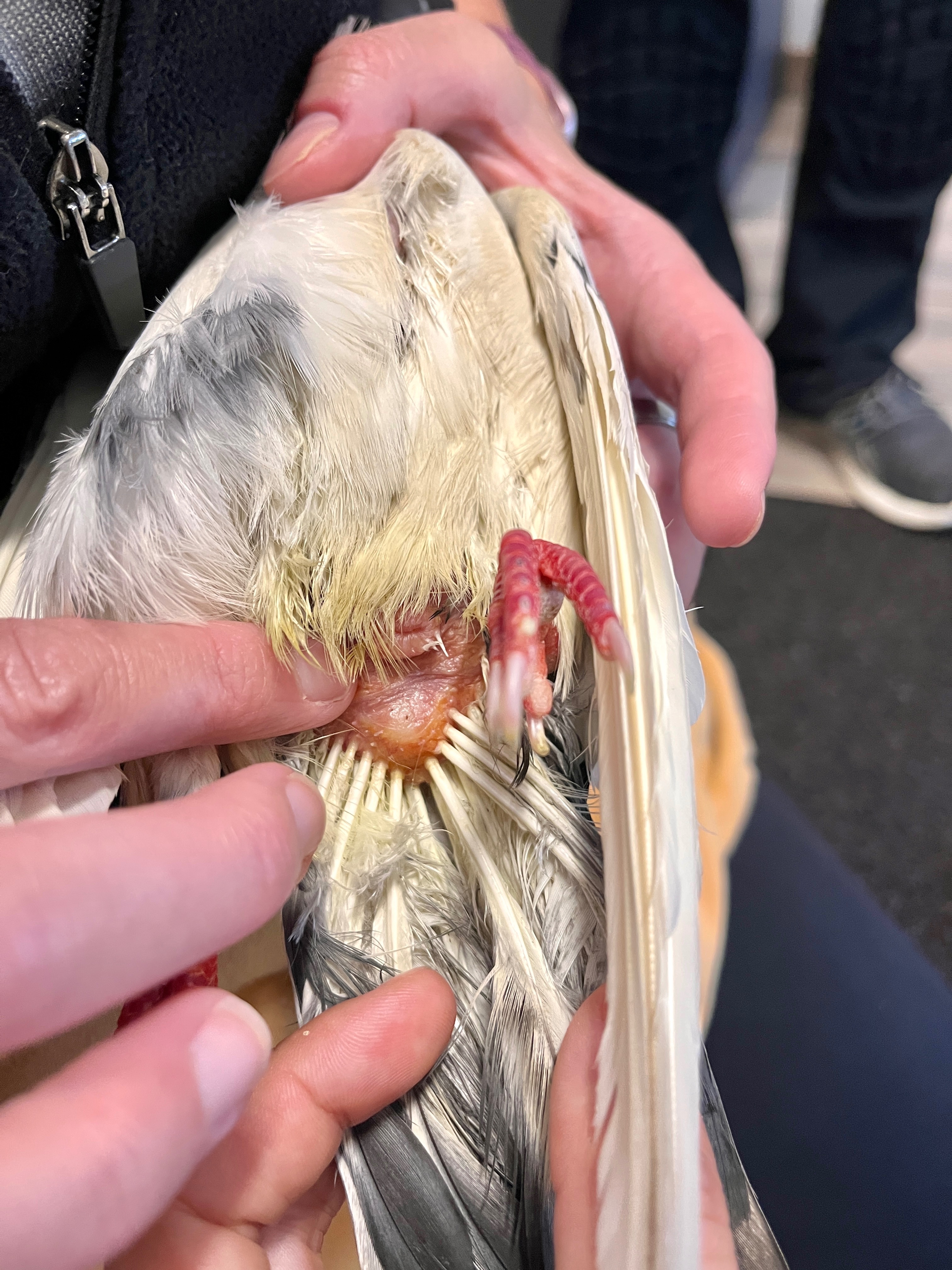 Contribute to Miracle the Pigeon's Healing Journey $350 left campaign photo, 4 of 8