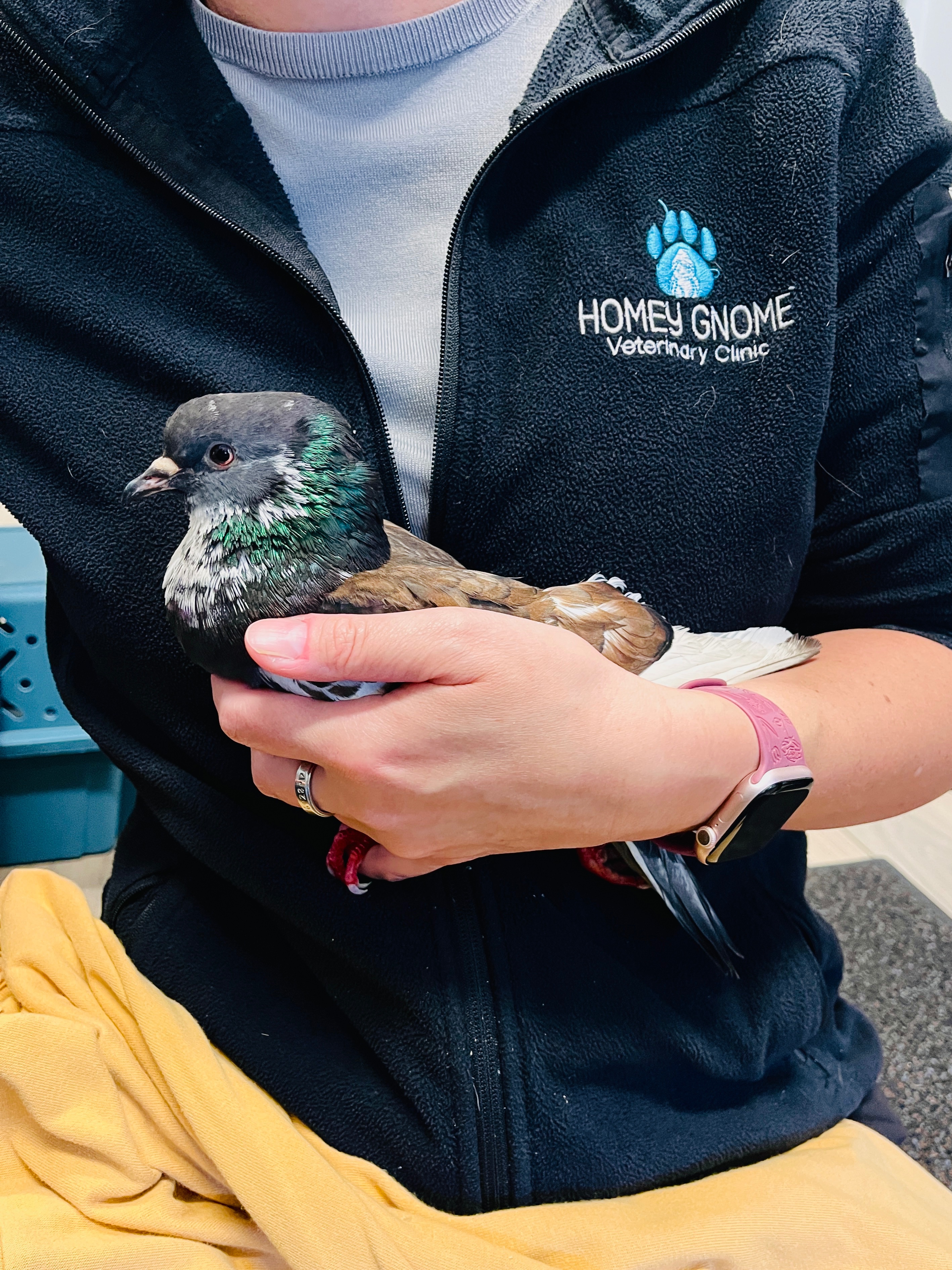 Contribute to Miracle the Pigeon's Healing Journey $350 left campaign photo, 5 of 8
