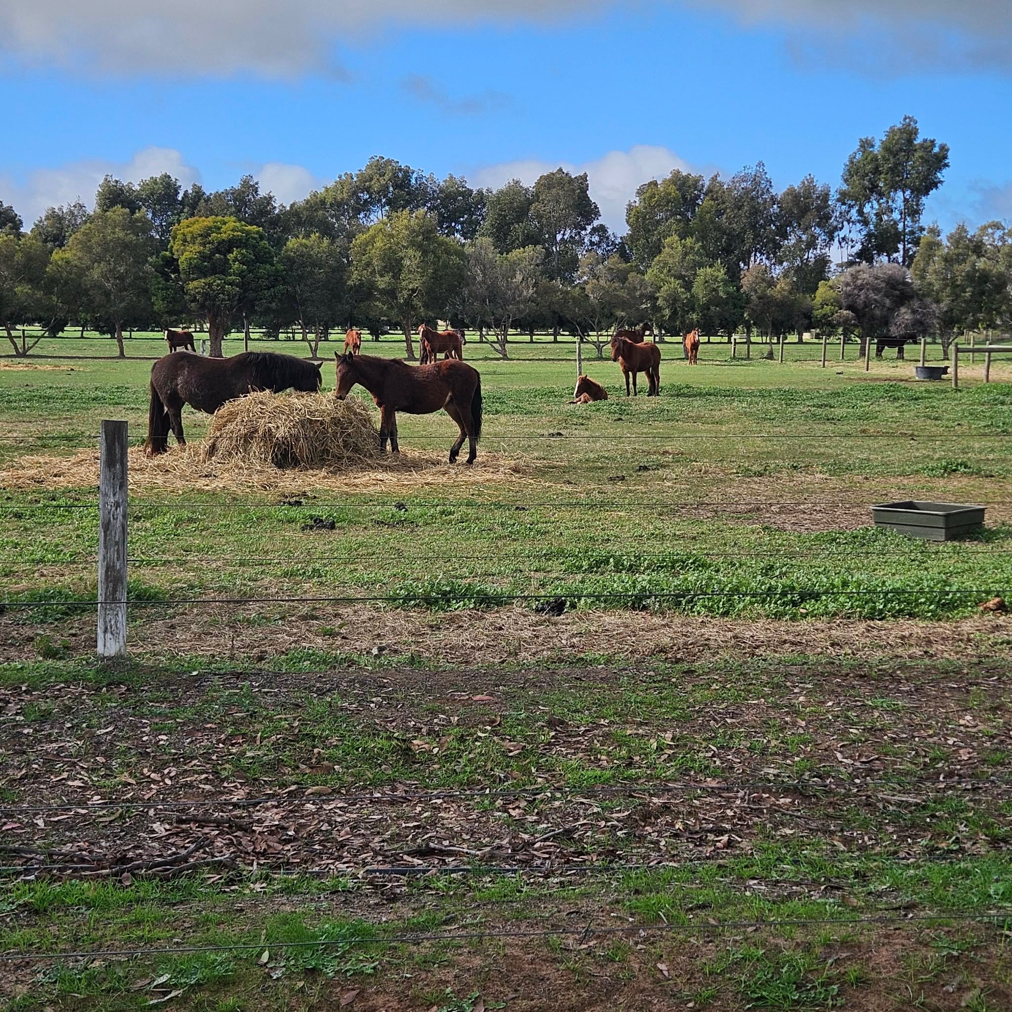 New Dawn Safe Haven Inc Brumby Land campaign photo, 7 of 8