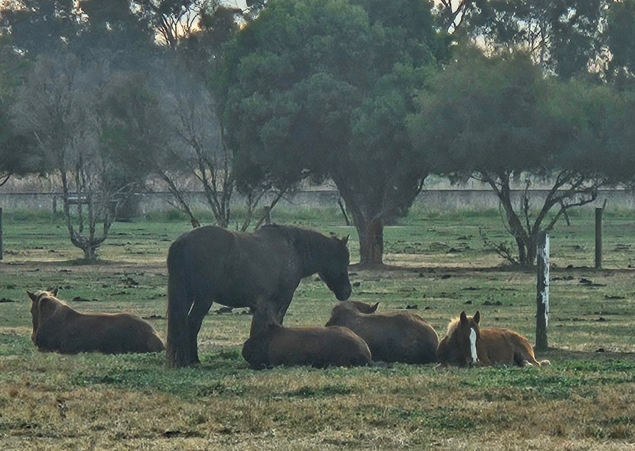New Dawn Safe Haven Inc Brumby Land campaign photo, 2 of 8