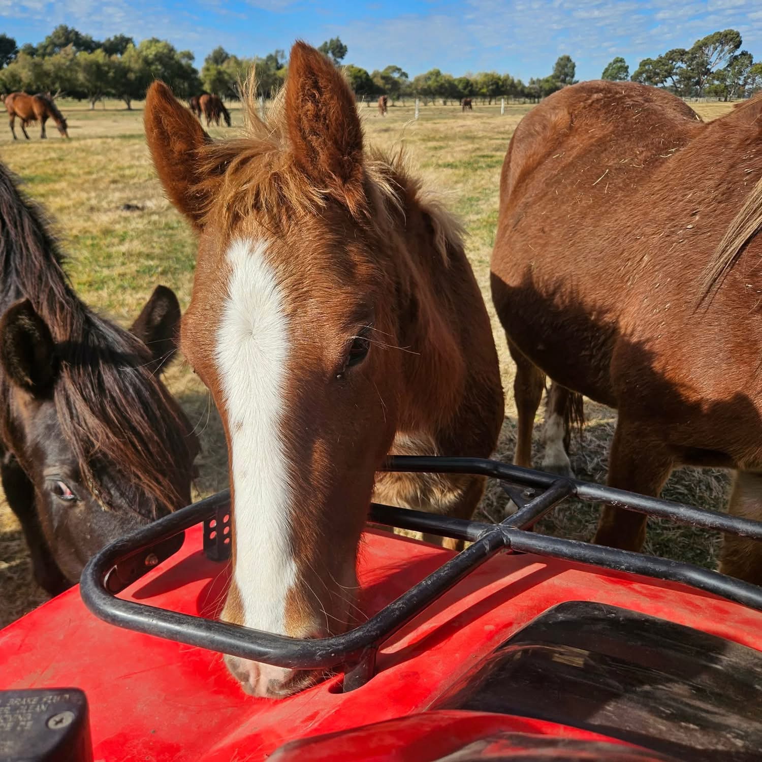 New Dawn Safe Haven Inc Brumby Land campaign photo, 4 of 8