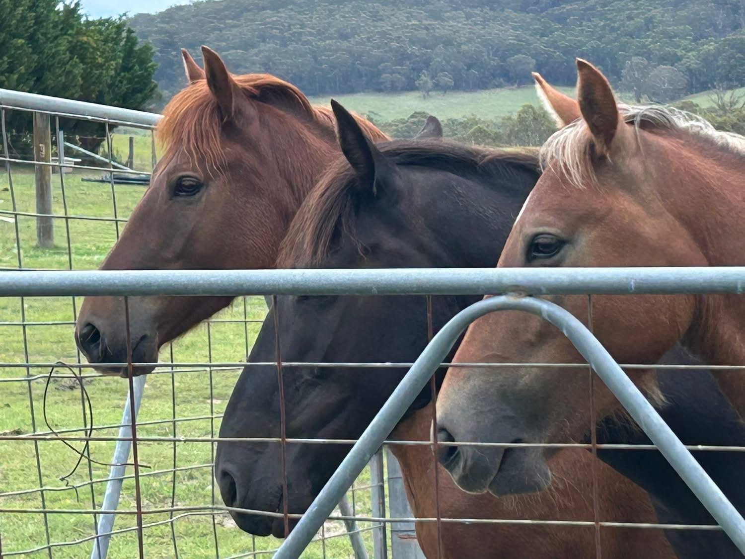 New Dawn Safe Haven Inc Brumby Land campaign photo, 5 of 8
